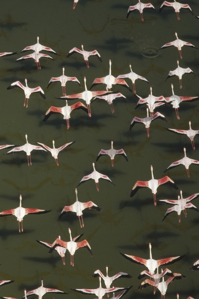 Download mobile wallpaper Birds, Flamingo, Bird, Animal, Flock Of Birds for free.