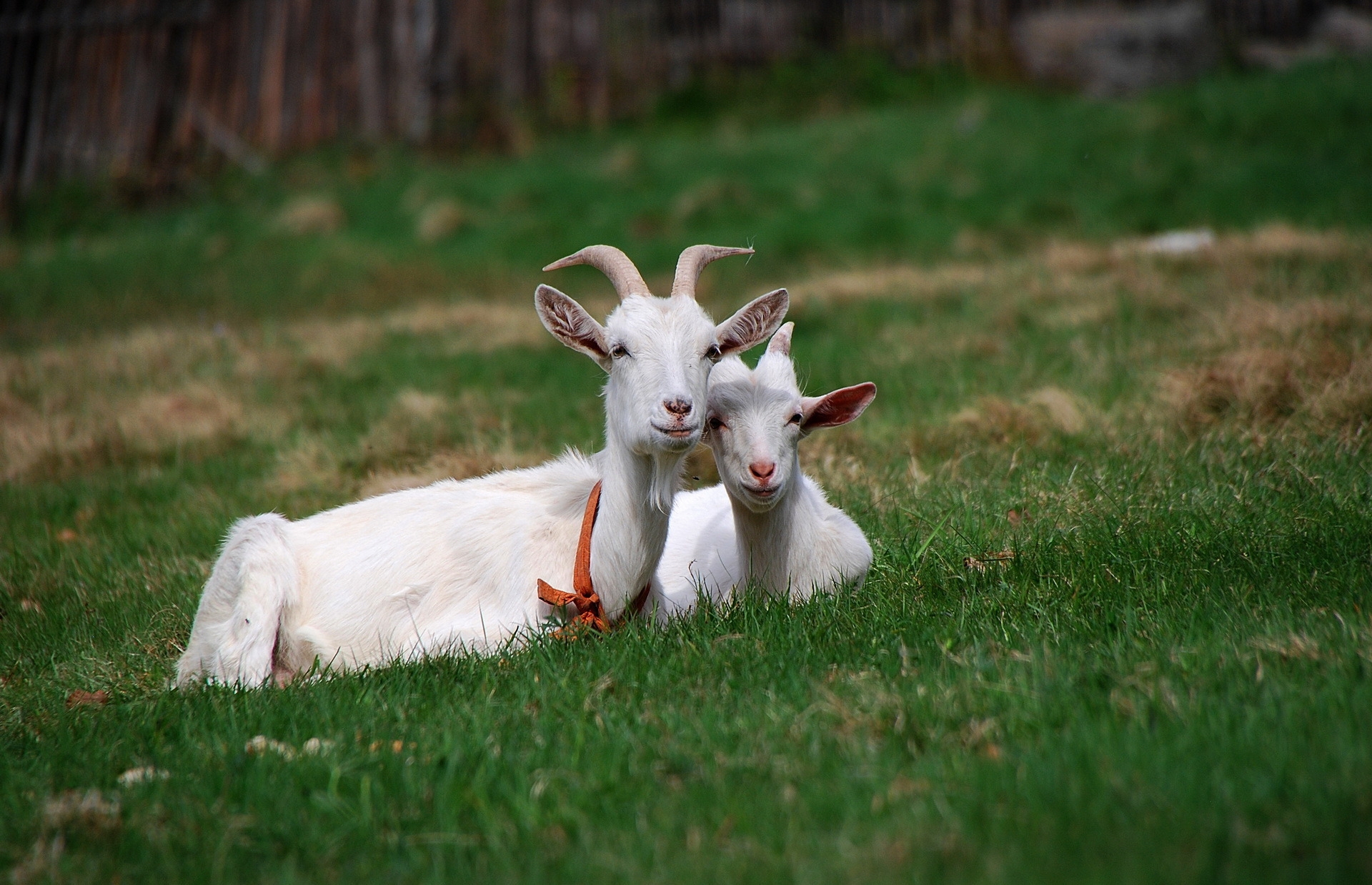 68313 скачать картинку козы, животные, трава, сидеть, друзья, рога, выпас - обои и заставки бесплатно