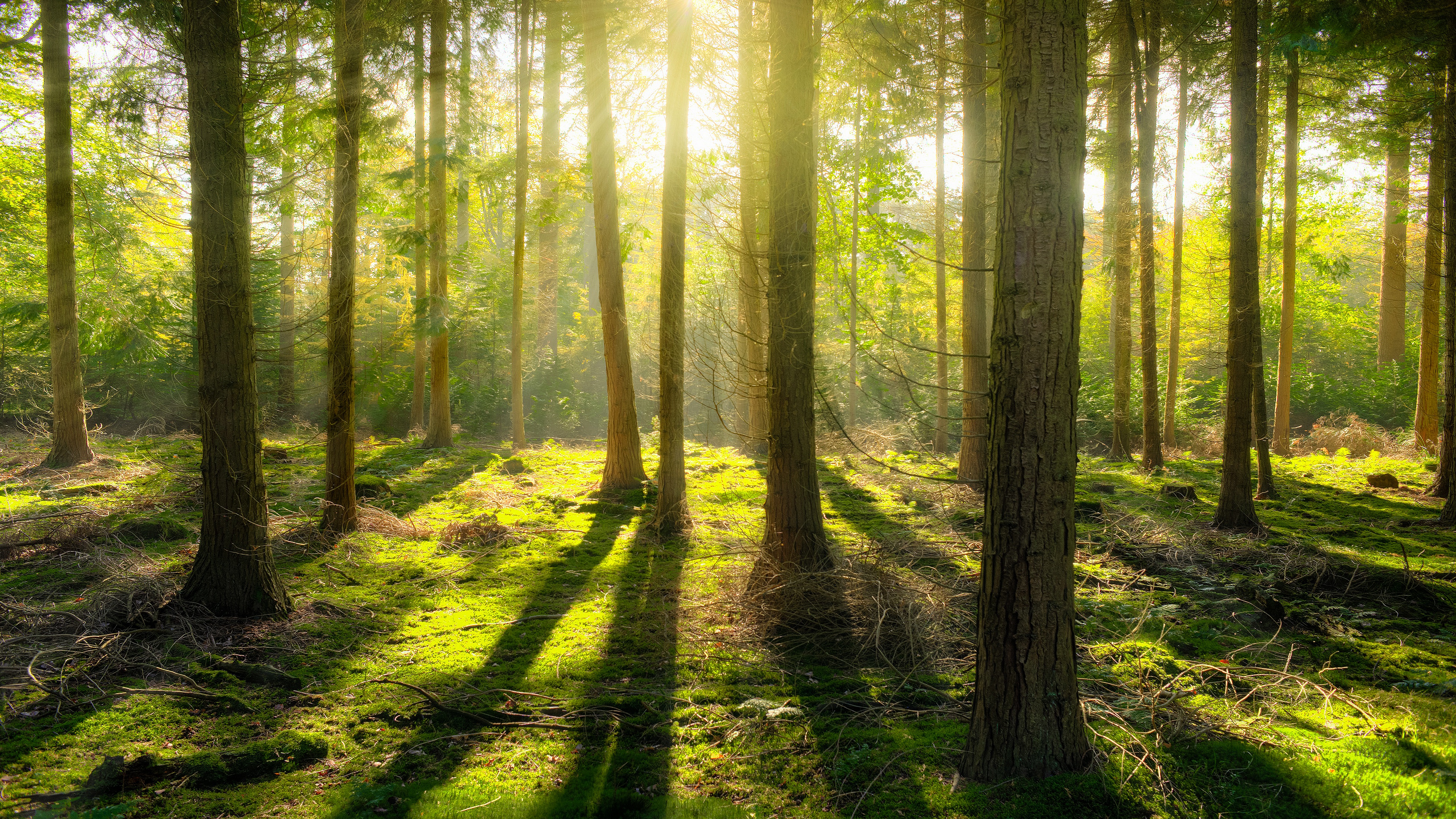 Laden Sie das Kiefer, Wald, Moos, Sonnenstrahl, Erde/natur-Bild kostenlos auf Ihren PC-Desktop herunter