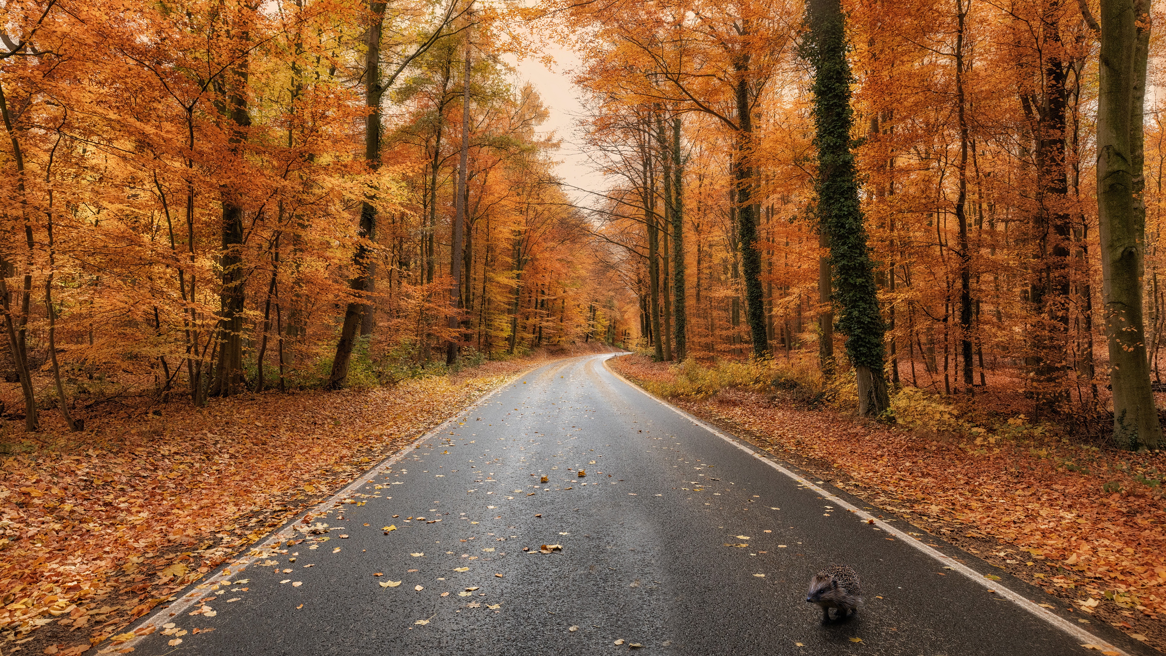 Download mobile wallpaper Road, Forest, Fall, Animal, Hedgehog for free.