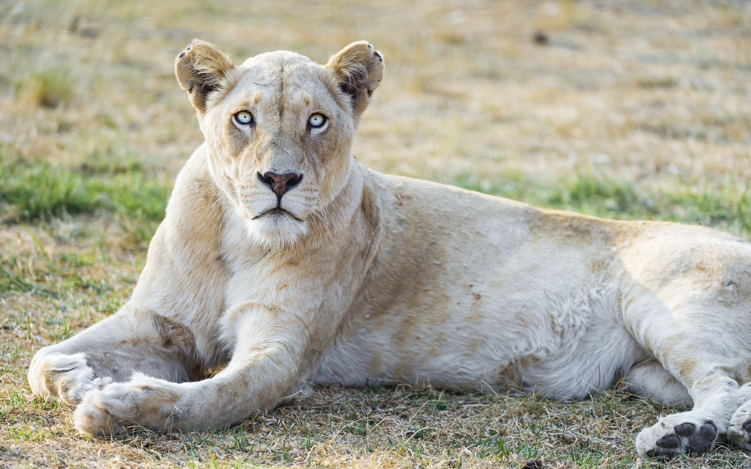 Laden Sie das Tiere, Katzen, Löwe-Bild kostenlos auf Ihren PC-Desktop herunter