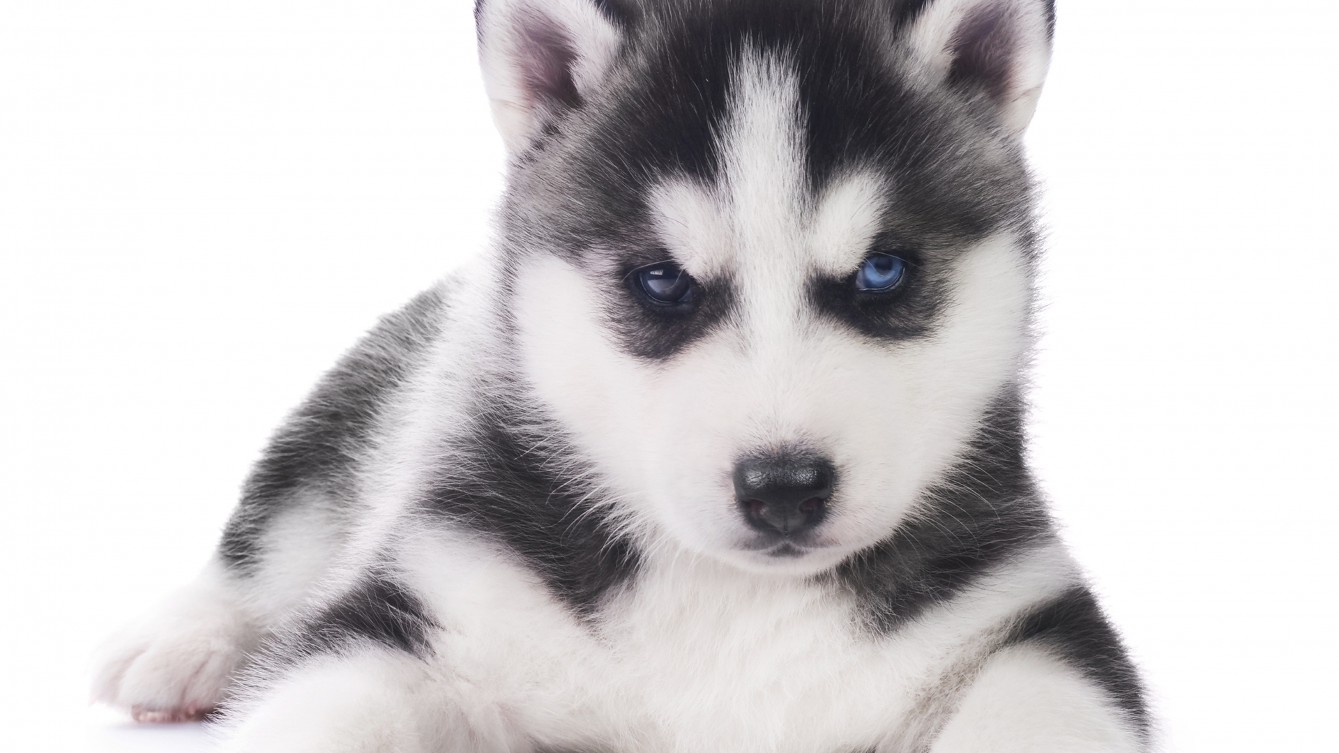 Free download wallpaper Husky, Dogs, Animal on your PC desktop