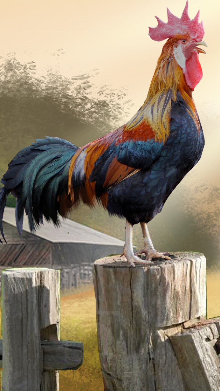 Free Images  Rooster