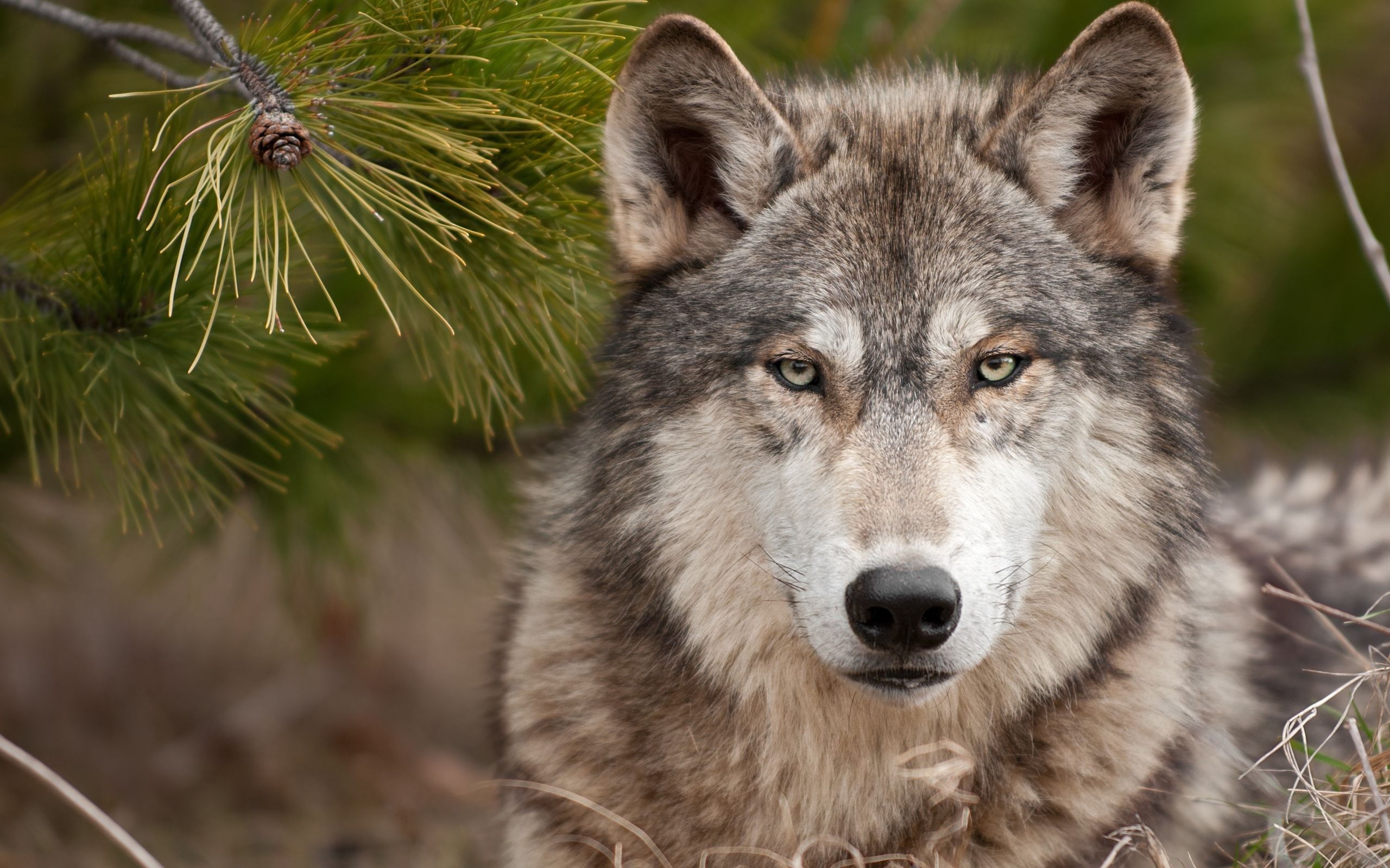 172298 descargar imagen animales, lobo, wolves: fondos de pantalla y protectores de pantalla gratis