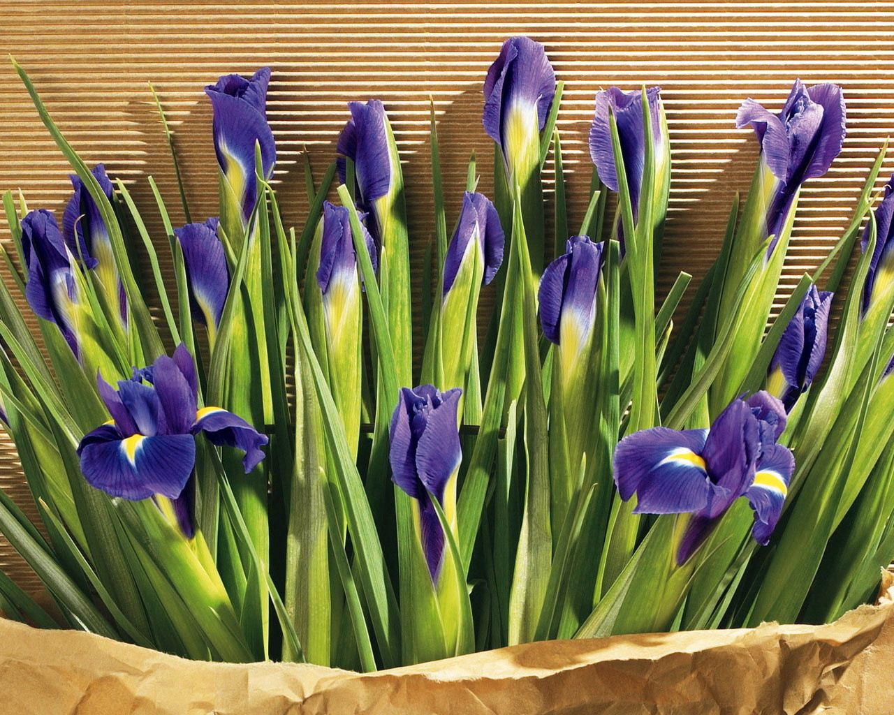 Download mobile wallpaper Irises, Flowers, Paper, Greens for free.