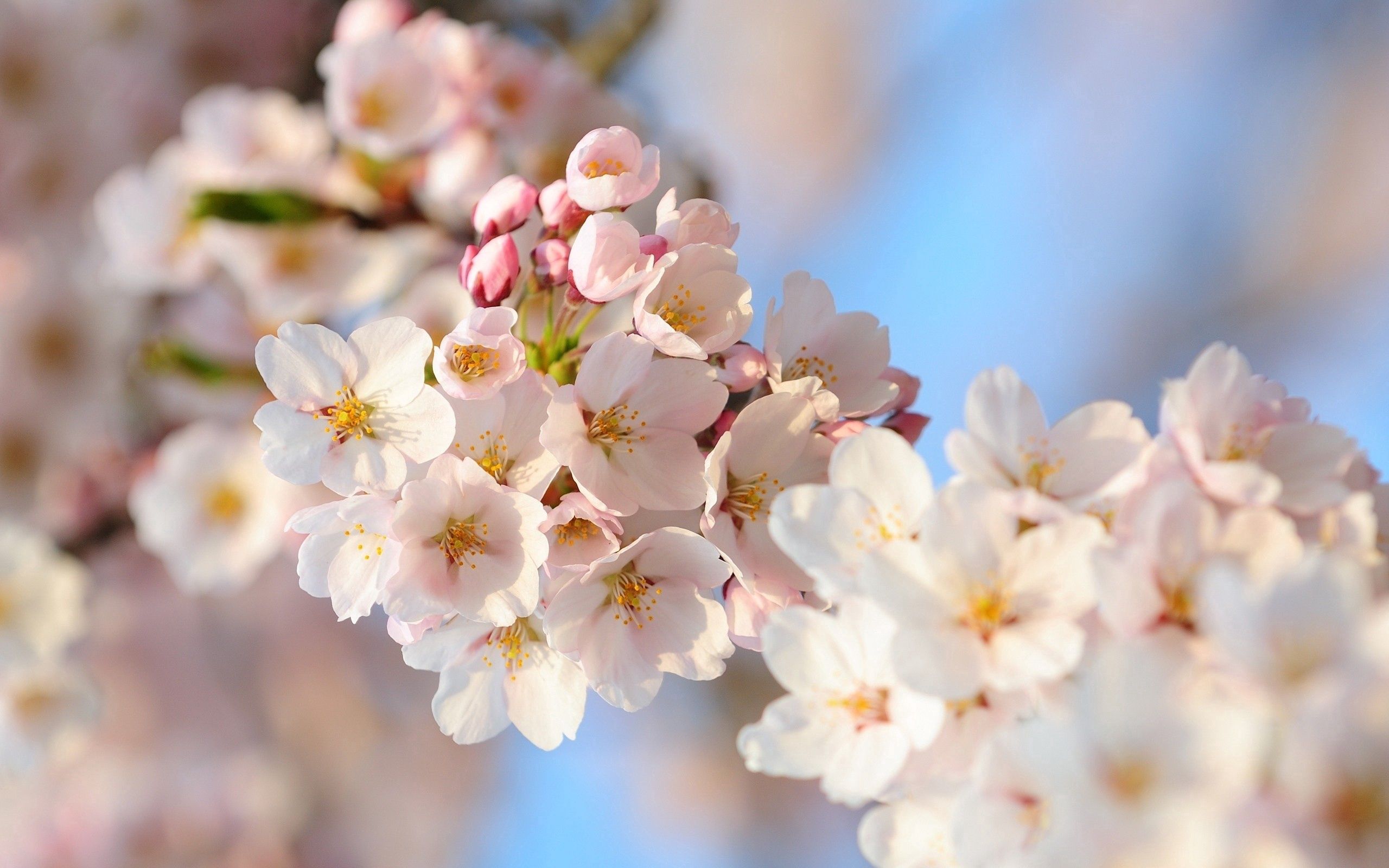 Скачать картинку Цветение, Дерево, Растение, Цветы, Весна, Макро в телефон бесплатно.