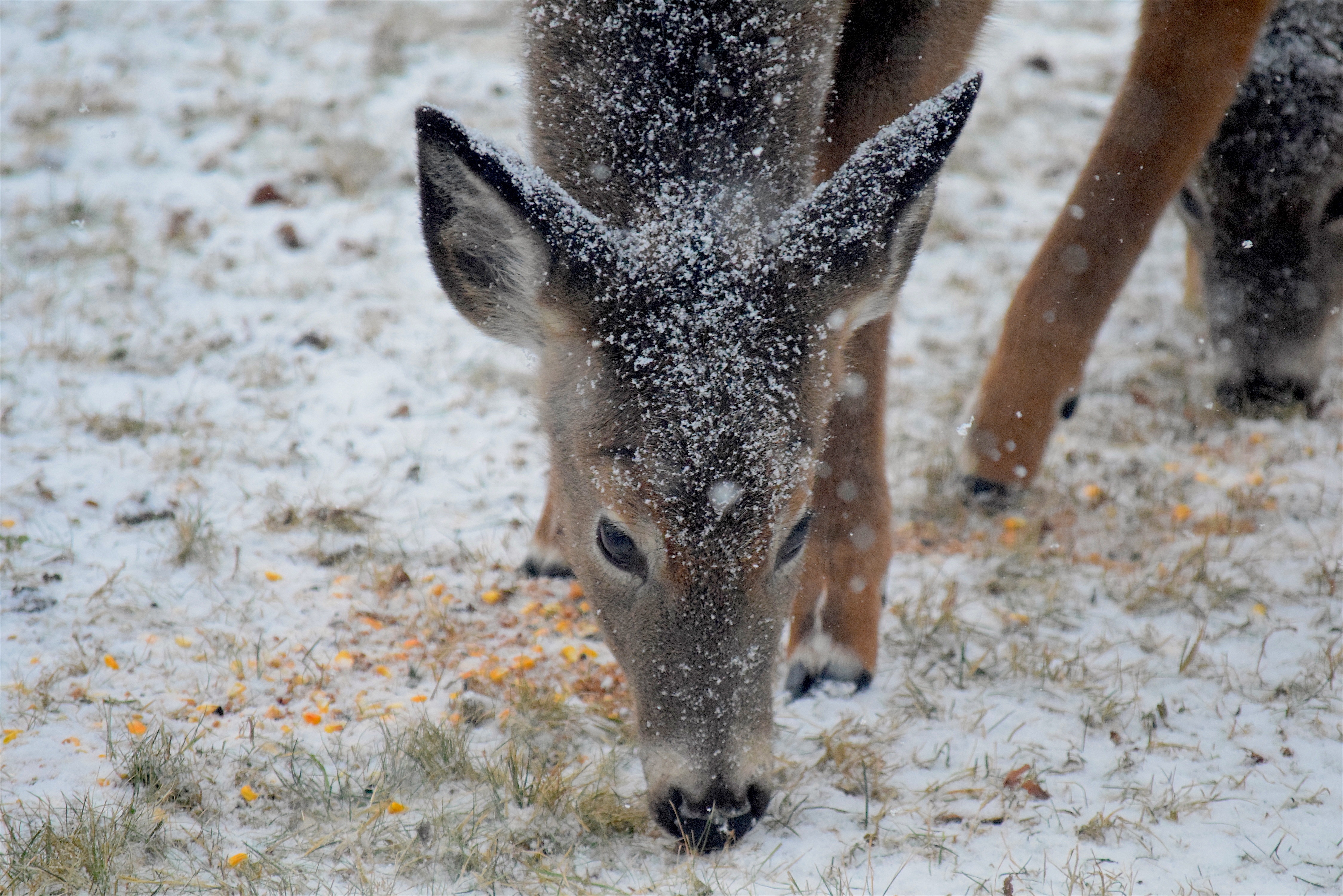 PCデスクトップに動物, 冬, 雪, 鹿画像を無料でダウンロード