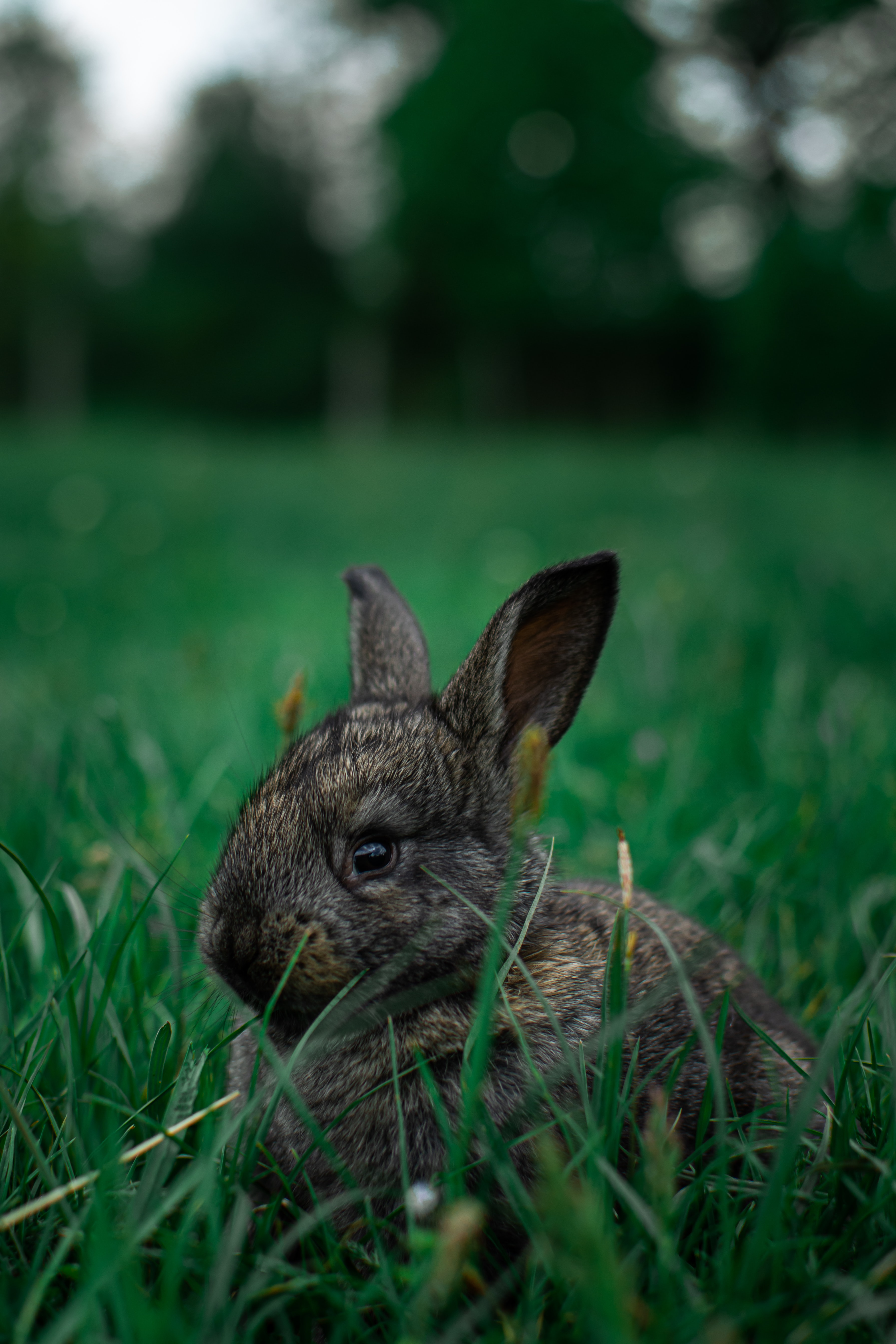 Download mobile wallpaper Animals, Grass, Animal, Rabbit for free.