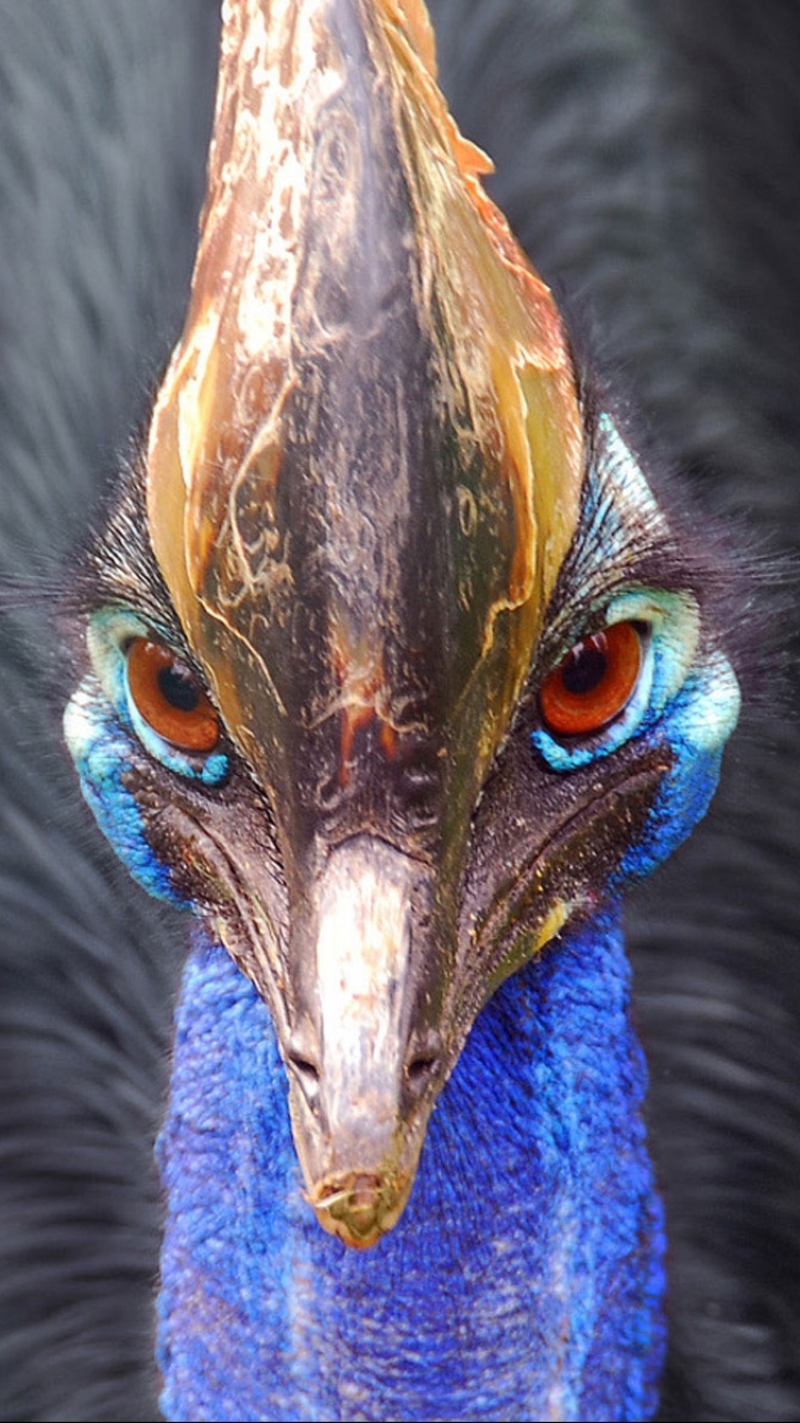 Téléchargez des papiers peints mobile Animaux, Oiseau, Des Oiseaux gratuitement.