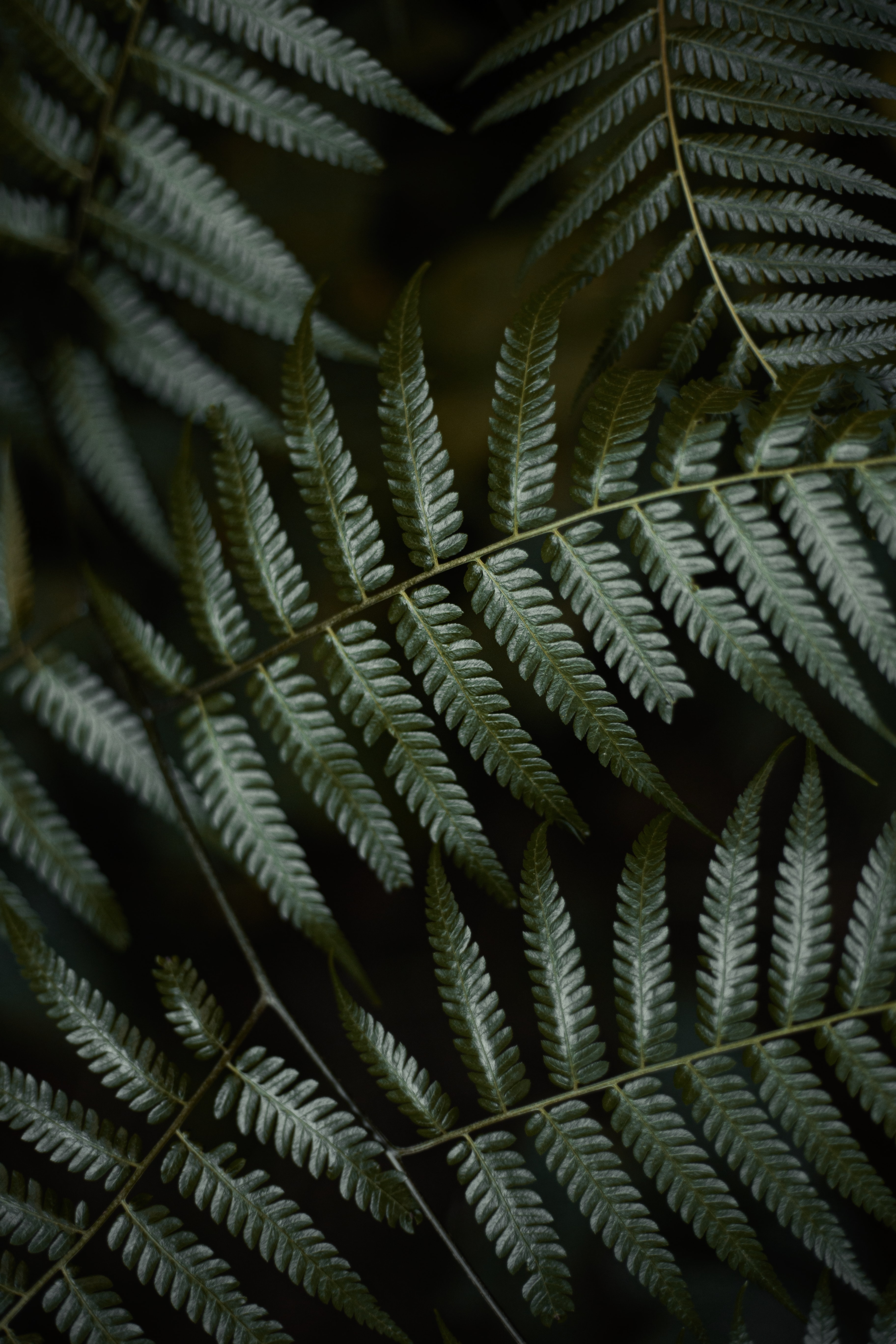 PC Wallpapers fern, leaves, green, plant, macro