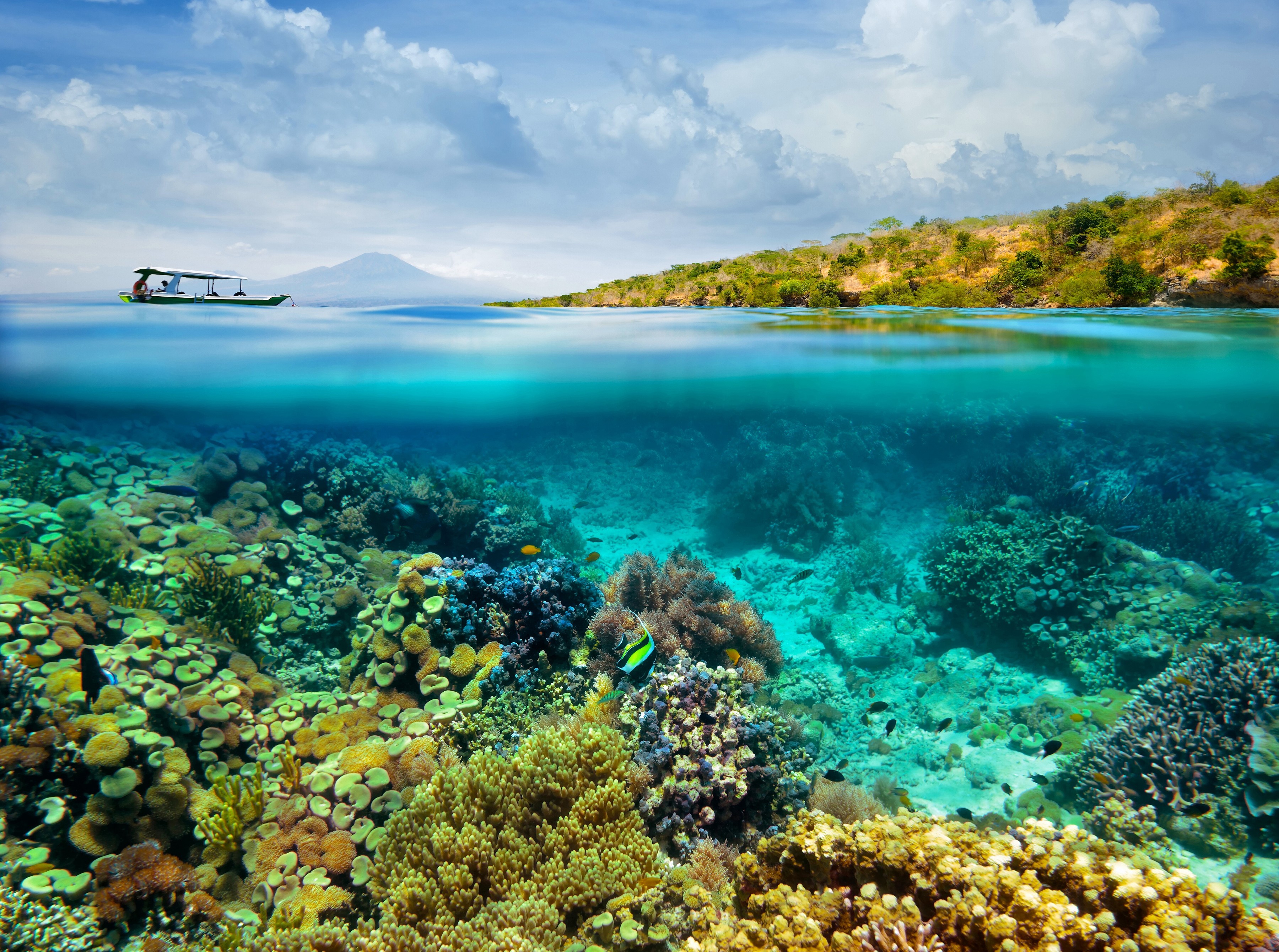 Laden Sie das Koralle, Unterwasser, Erde/natur-Bild kostenlos auf Ihren PC-Desktop herunter