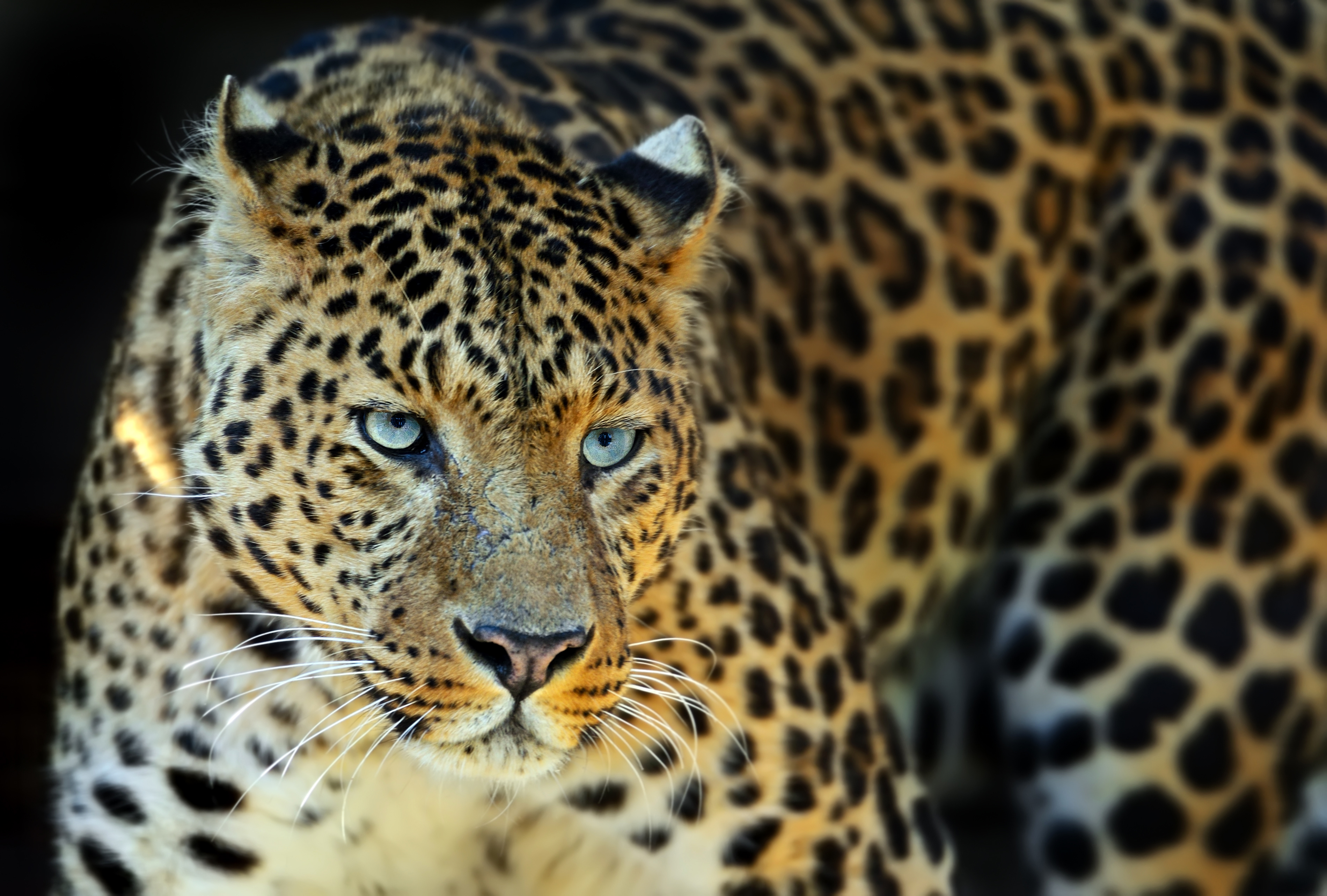 Download mobile wallpaper Cats, Leopard, Muzzle, Animal for free.