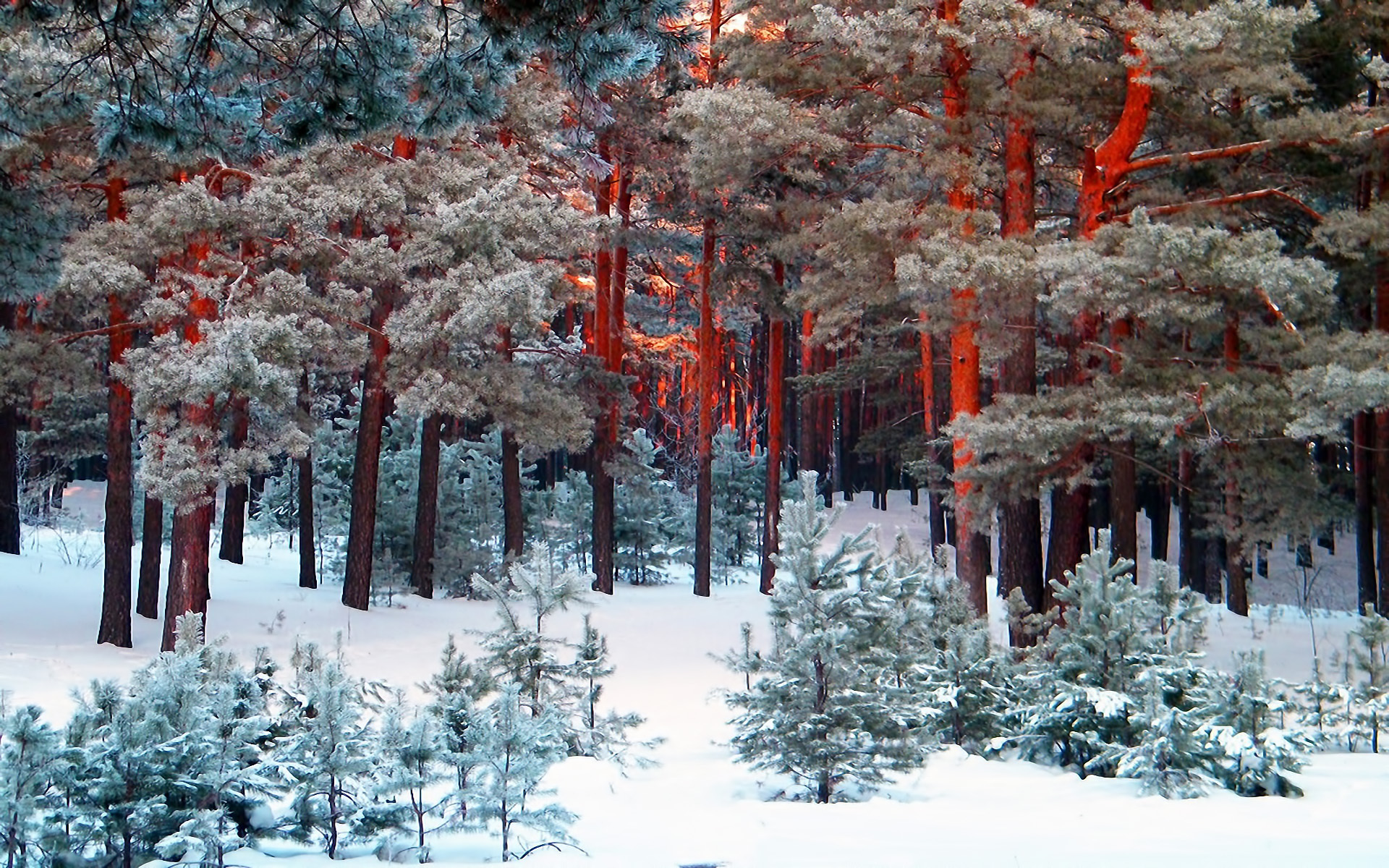Скачать обои бесплатно Деревья, Пейзаж, Сосны, Снег картинка на рабочий стол ПК