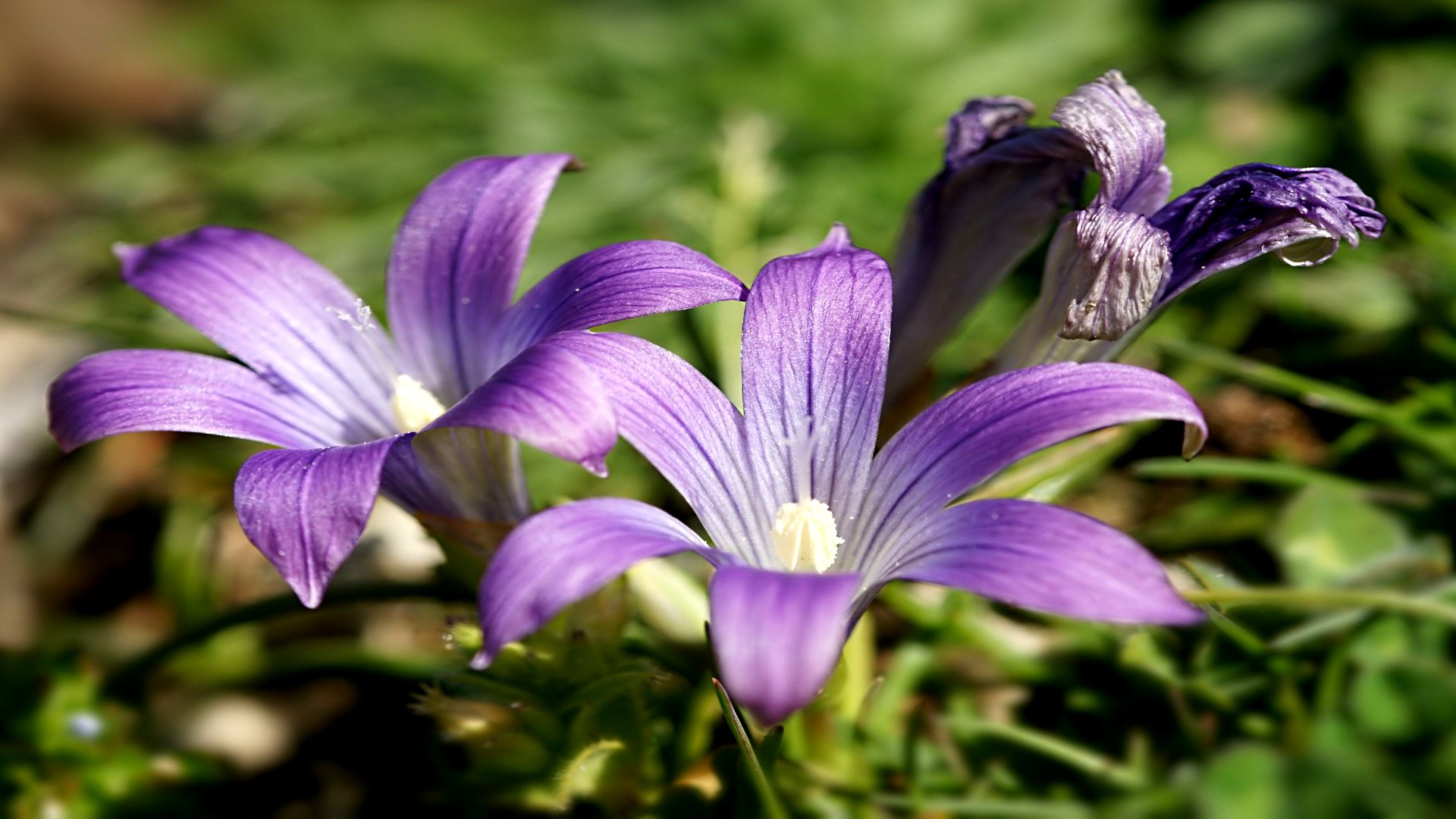 Téléchargez gratuitement l'image Fleurs, Fleur, Terre/nature sur le bureau de votre PC