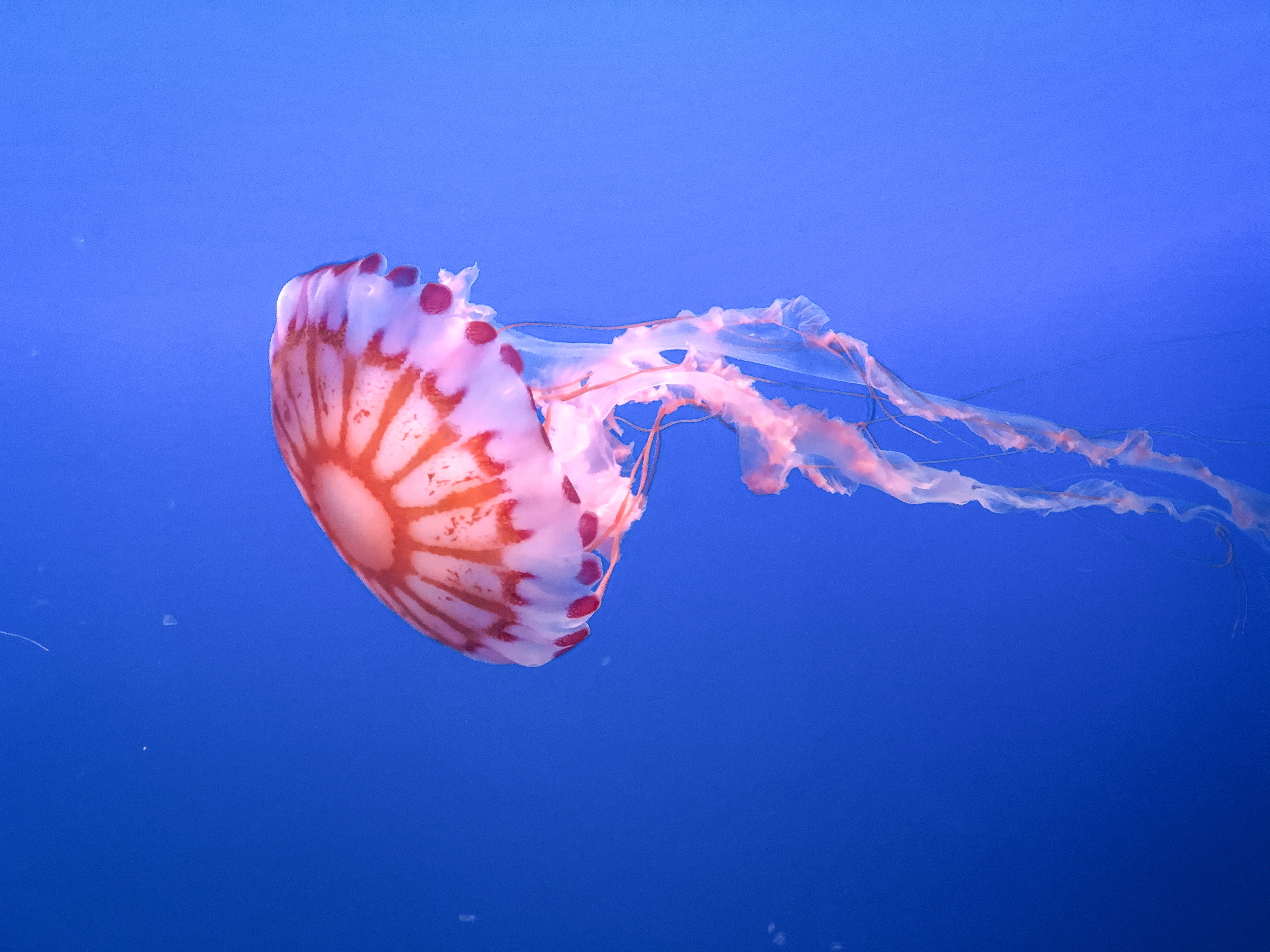 Download mobile wallpaper Animals, Beautiful, Tentacle, Underwater World, Jellyfish for free.