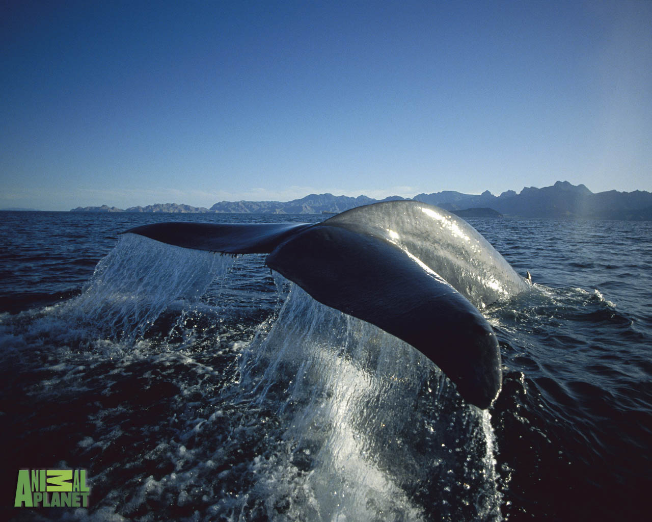 Téléchargez gratuitement l'image Animaux, Baleine sur le bureau de votre PC