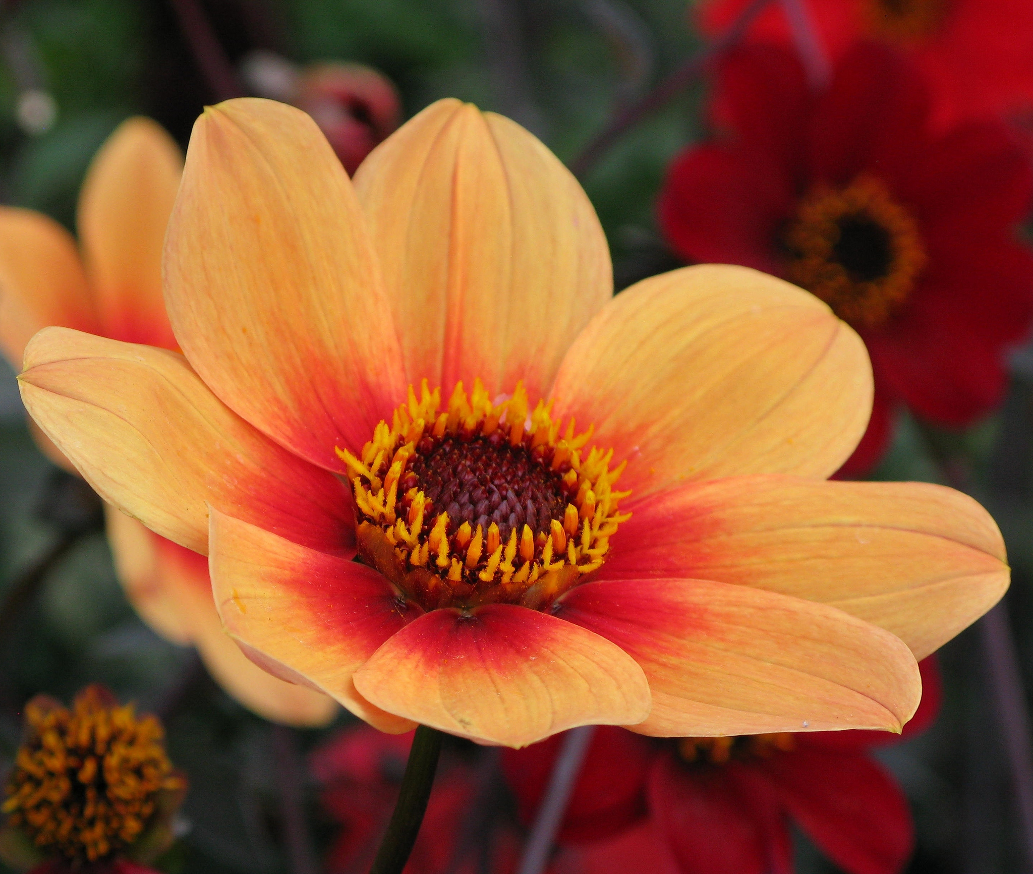 Descarga gratuita de fondo de pantalla para móvil de Flores, Flor, Tierra/naturaleza, Macrofotografía, Flor Naranja.