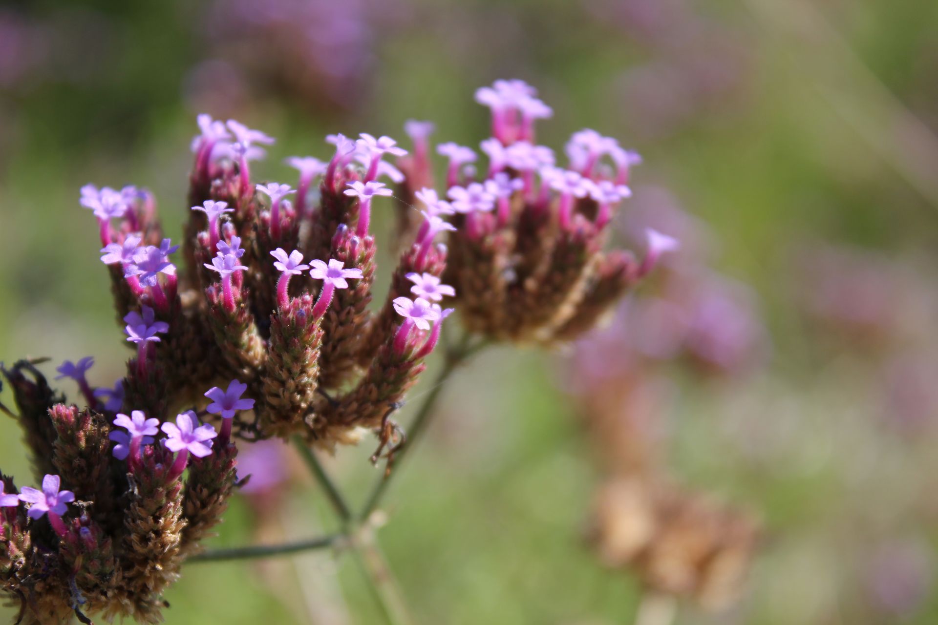 Free download wallpaper Flowers, Flower, Earth on your PC desktop