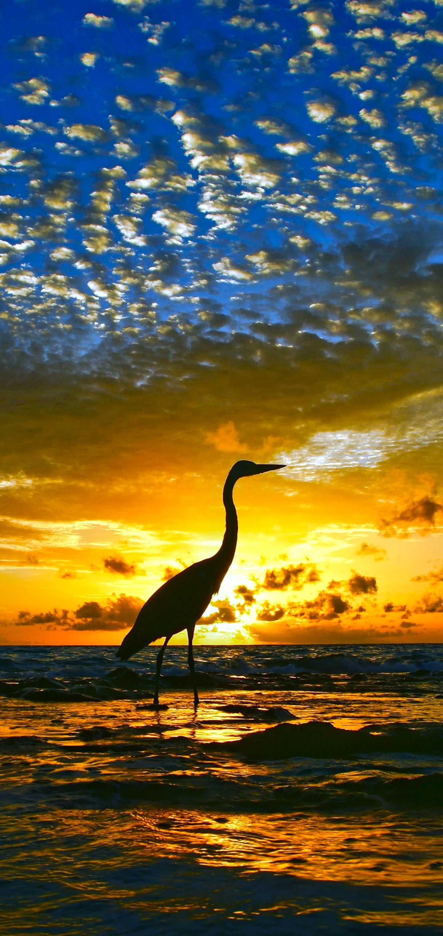 Free download wallpaper Birds, Water, Sunset, Heron, Horizon, Bird, Ocean, Animal on your PC desktop