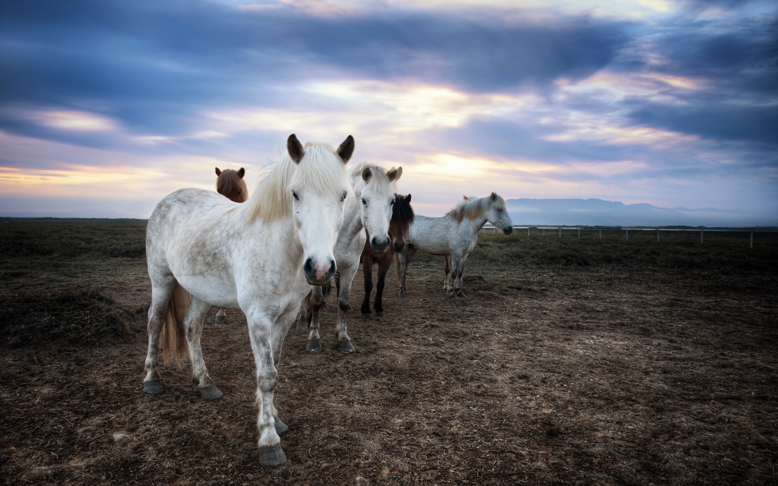 Laden Sie das Tiere, Hauspferd-Bild kostenlos auf Ihren PC-Desktop herunter