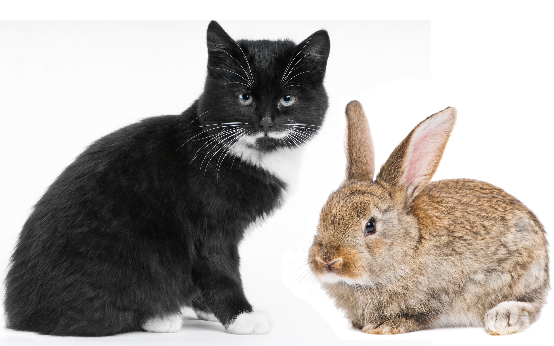 Free download wallpaper Cat, Animal, Rabbit, Cute on your PC desktop