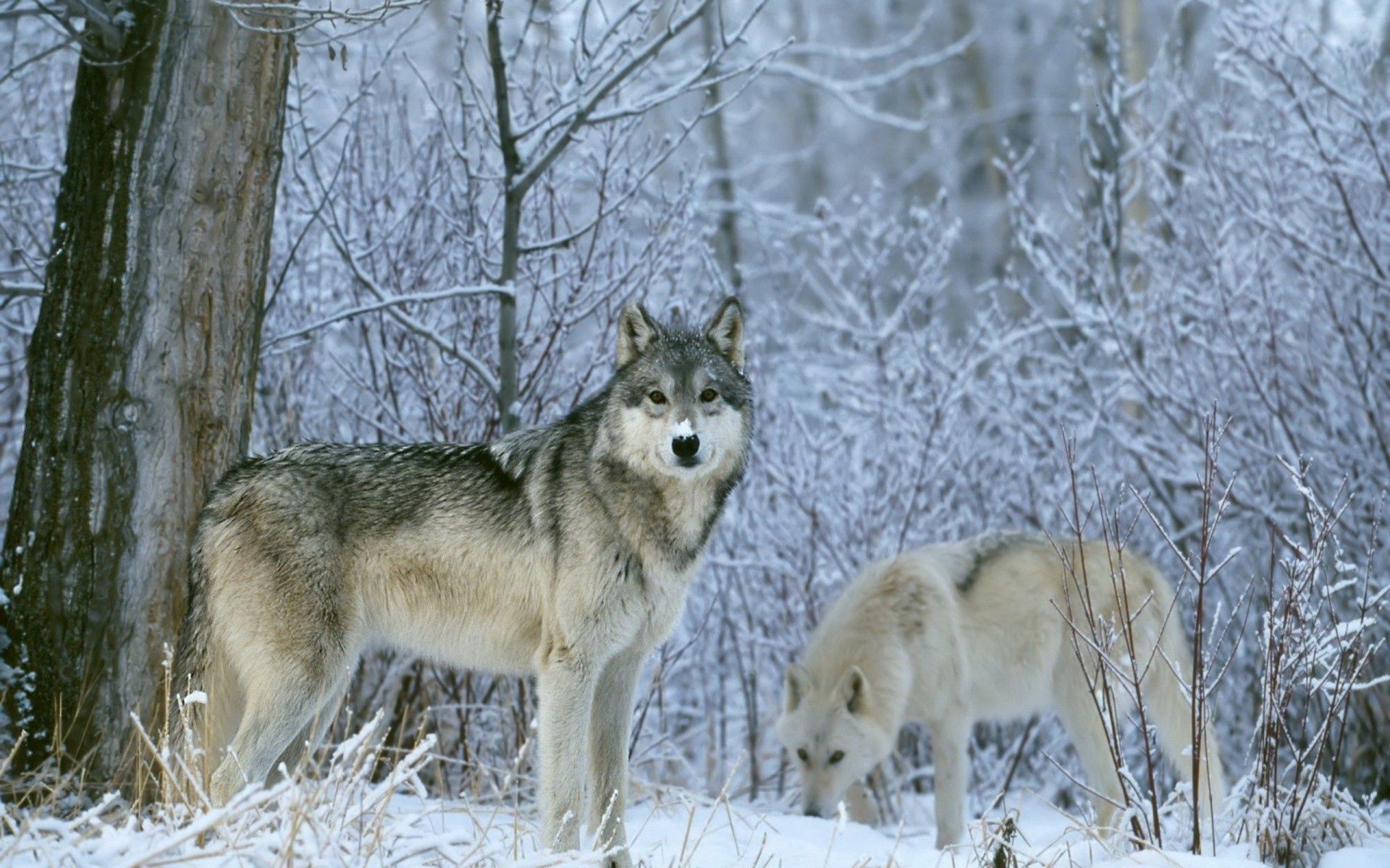 wolfs, animals, trees, snow, forest