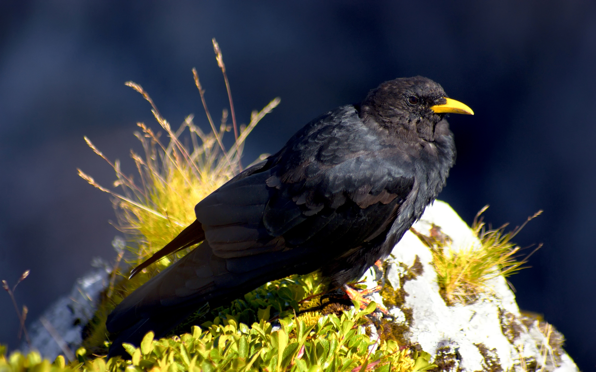 Baixe gratuitamente a imagem Pássaro, Aves, Animais na área de trabalho do seu PC