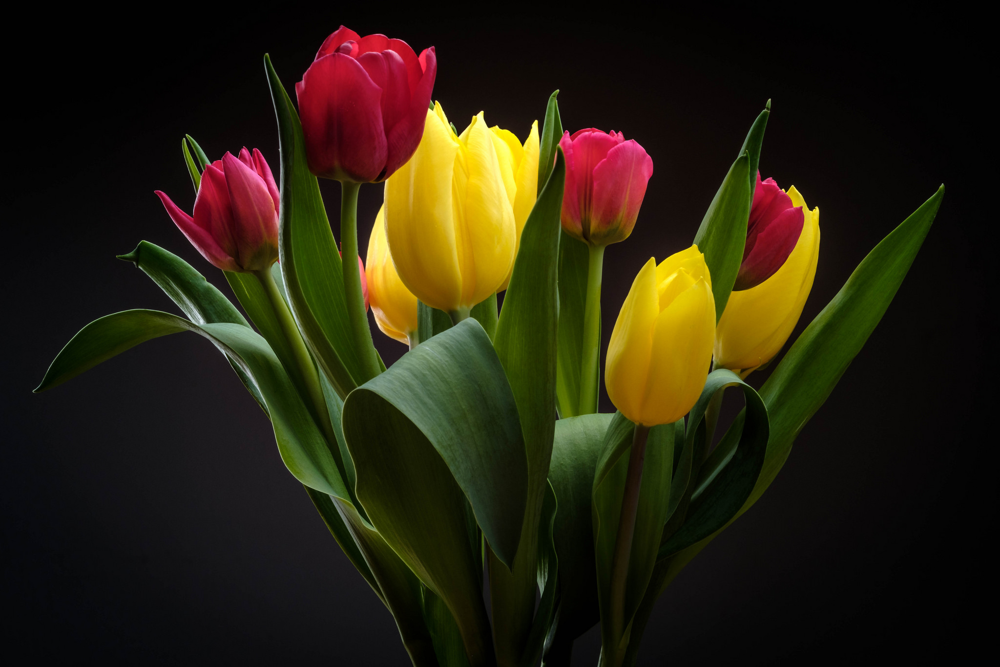 PCデスクトップにフラワーズ, チューリップ, 花, 地球, 黄色い花, 赤い花画像を無料でダウンロード