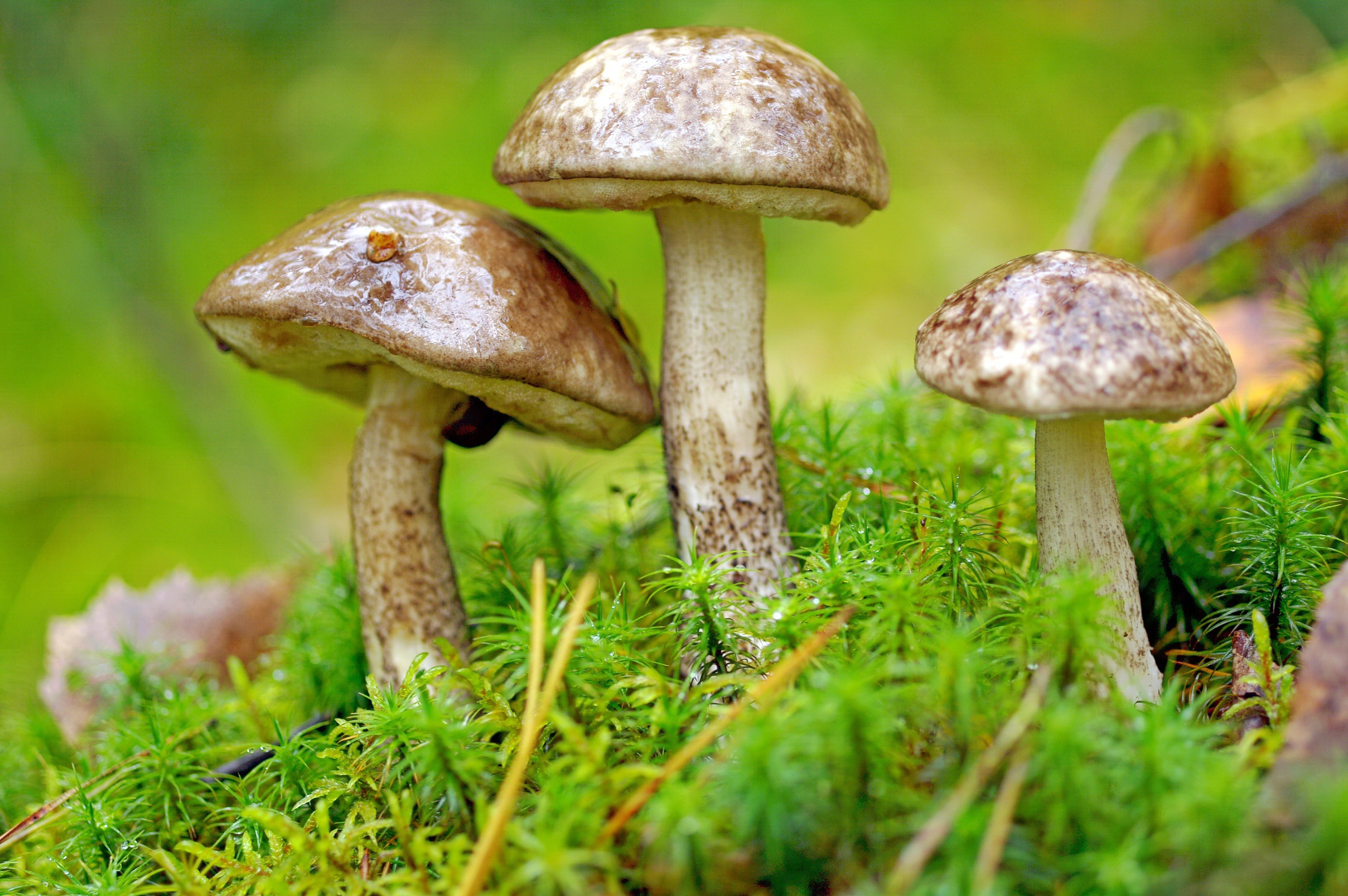 Download mobile wallpaper Nature, Macro, Fall, Earth, Mushroom, Moss for free.