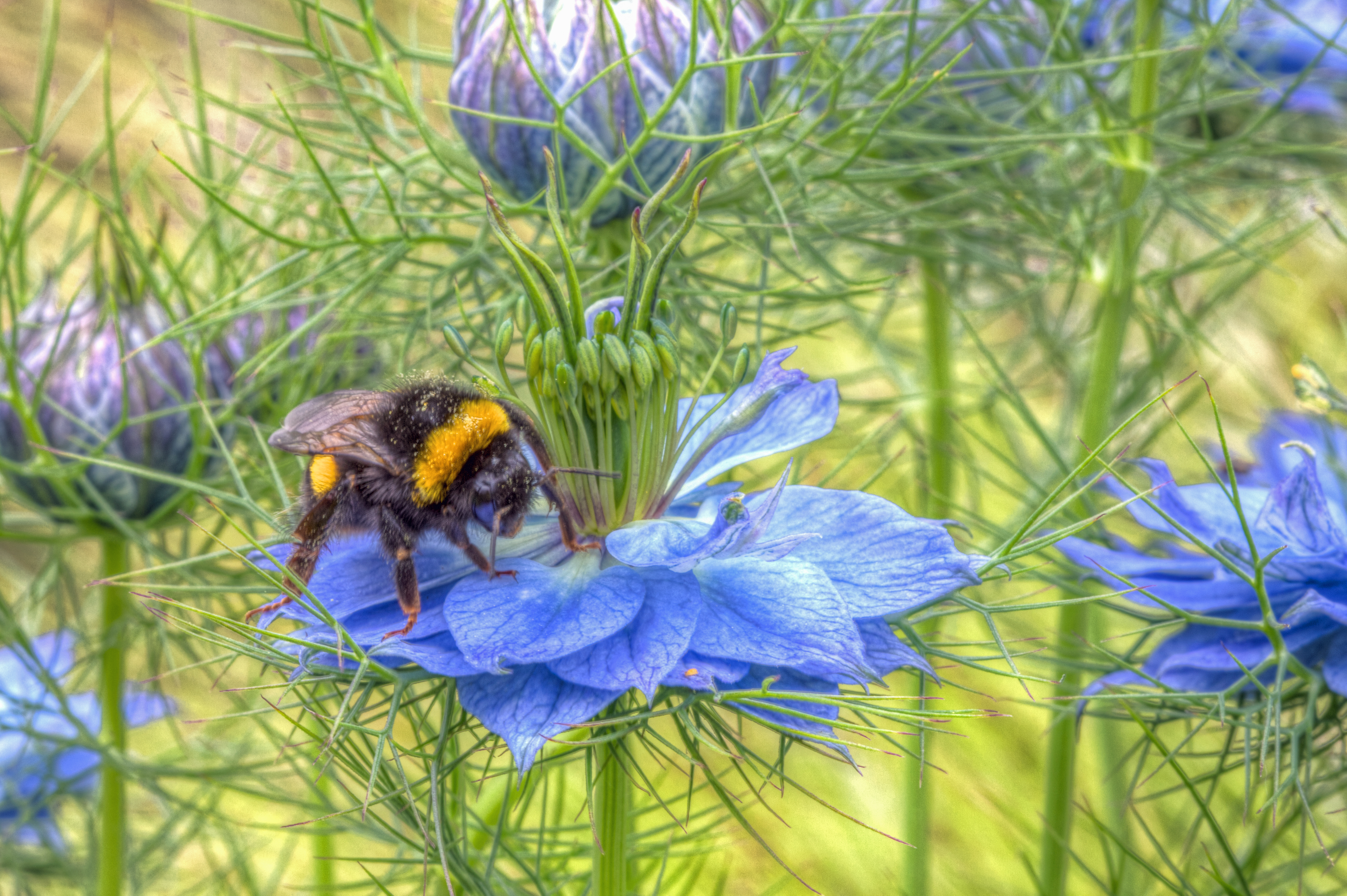 Handy-Wallpaper Tiere, Natur, Insekten, Blume, Insekt, Biene, Blaue Blume kostenlos herunterladen.