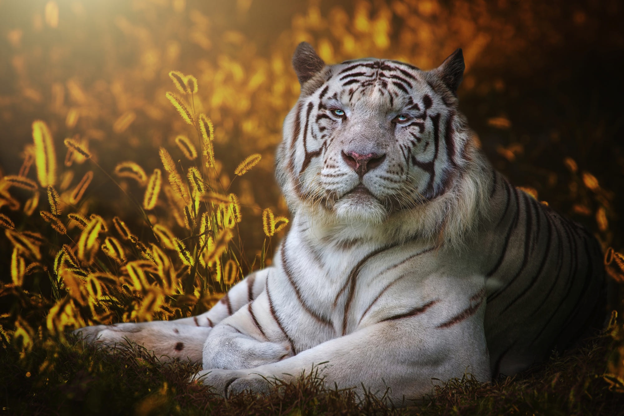 Baixar papel de parede para celular de Animais, Gatos, Tigre Branco gratuito.