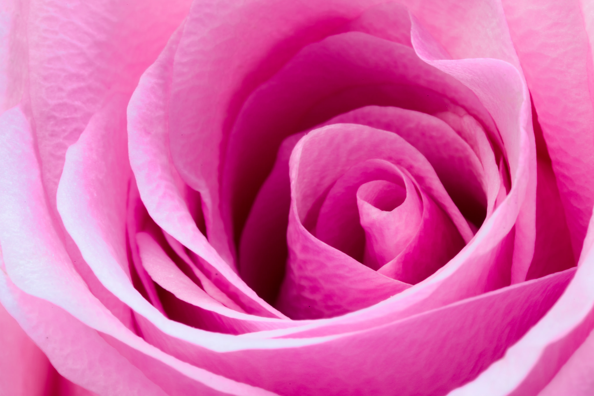 Descarga gratuita de fondo de pantalla para móvil de Flores, Rosa, Flor, Flor Rosa, Tierra/naturaleza, Macrofotografía.