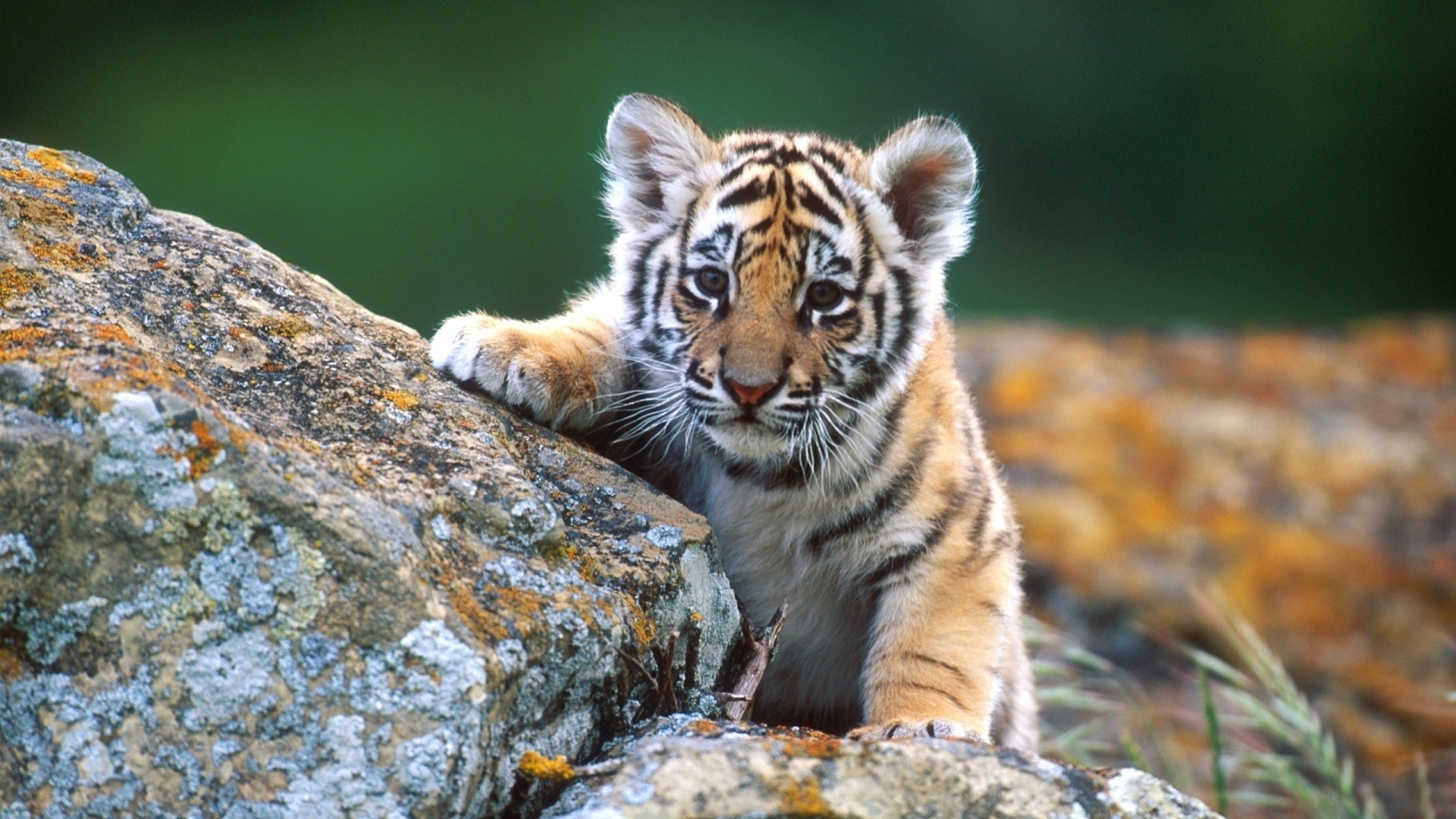 Baixe gratuitamente a imagem Tigres, Animais na área de trabalho do seu PC