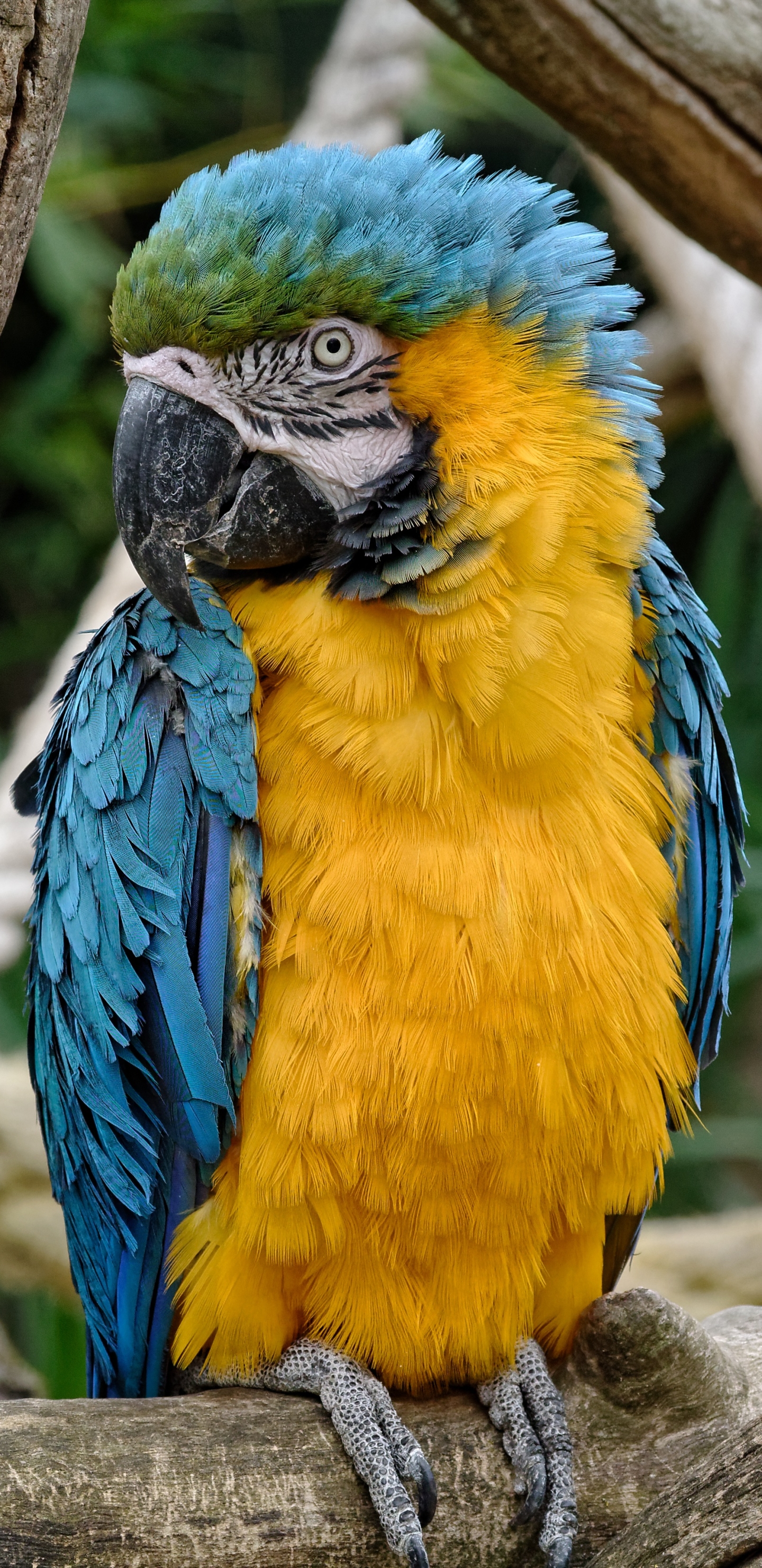 Descarga gratis la imagen Animales, Pájaro, Guacamayo, Aves, Ave, Guacamayo Azul Y Amarillo en el escritorio de tu PC