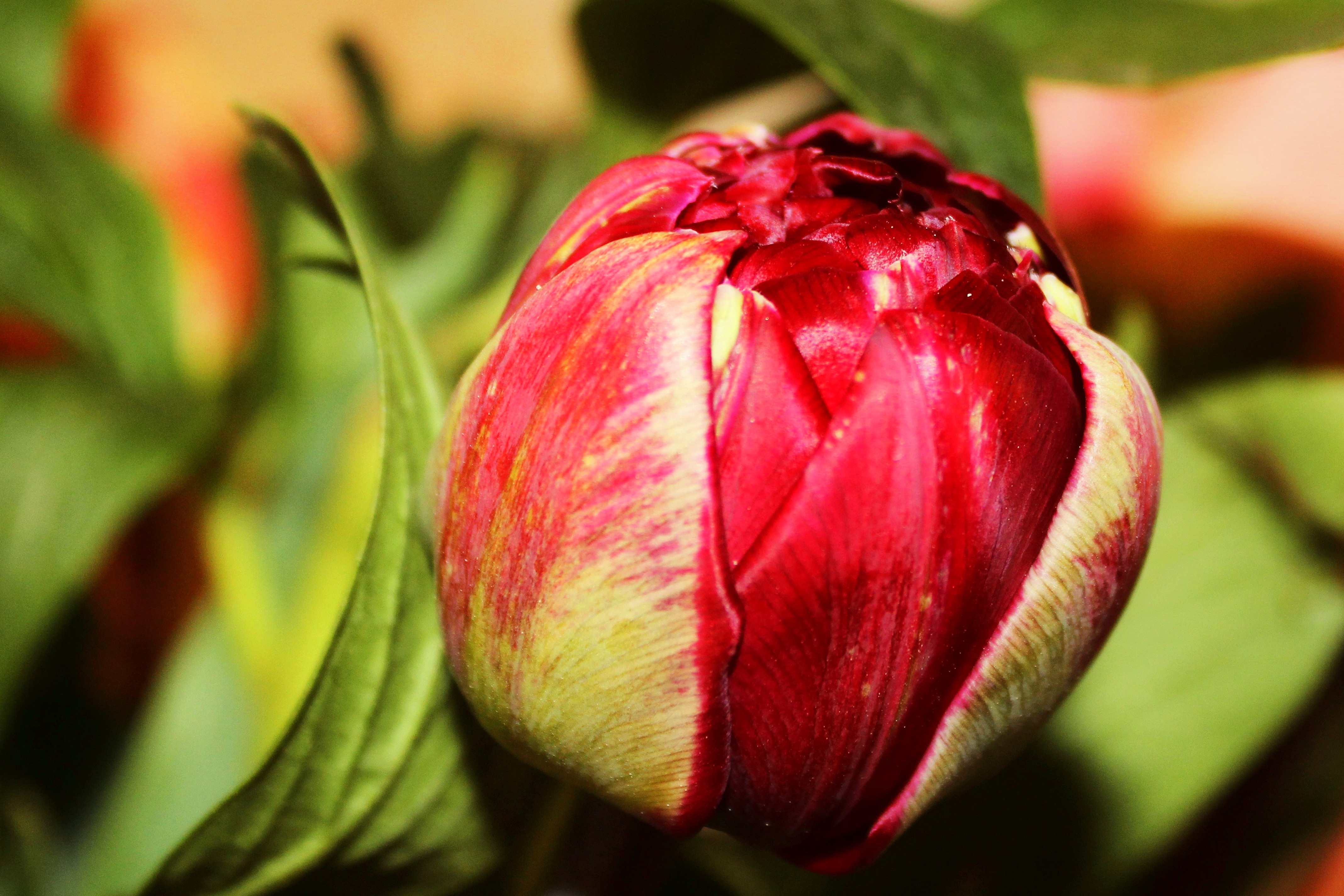 139873 descargar fondo de pantalla flores, flor, pétalos, brote, yema, tulipán: protectores de pantalla e imágenes gratis
