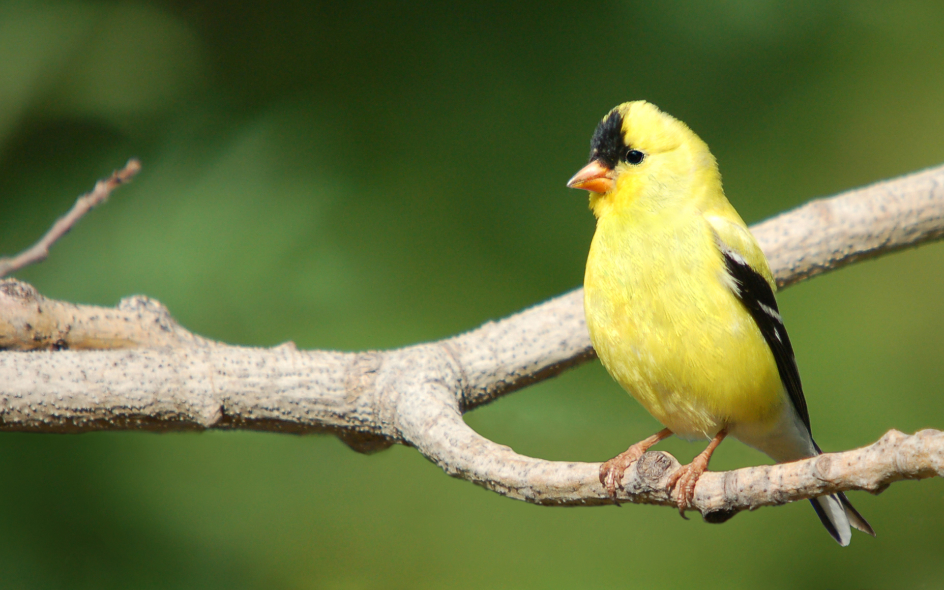 Download mobile wallpaper Goldfinch, Birds, Animal for free.