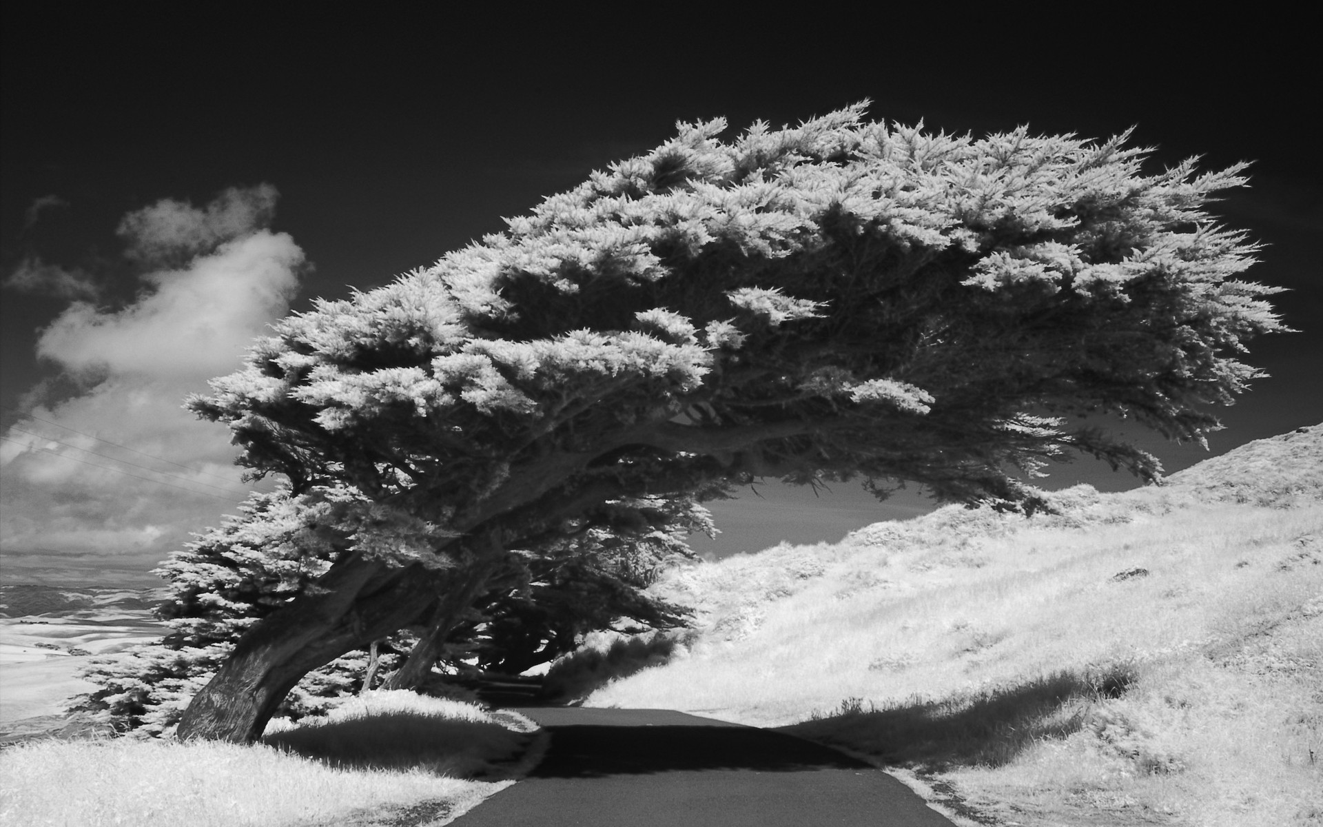 Laden Sie das Landschaft, Straße, Baum, Schwarz Weiß, Fotografie-Bild kostenlos auf Ihren PC-Desktop herunter