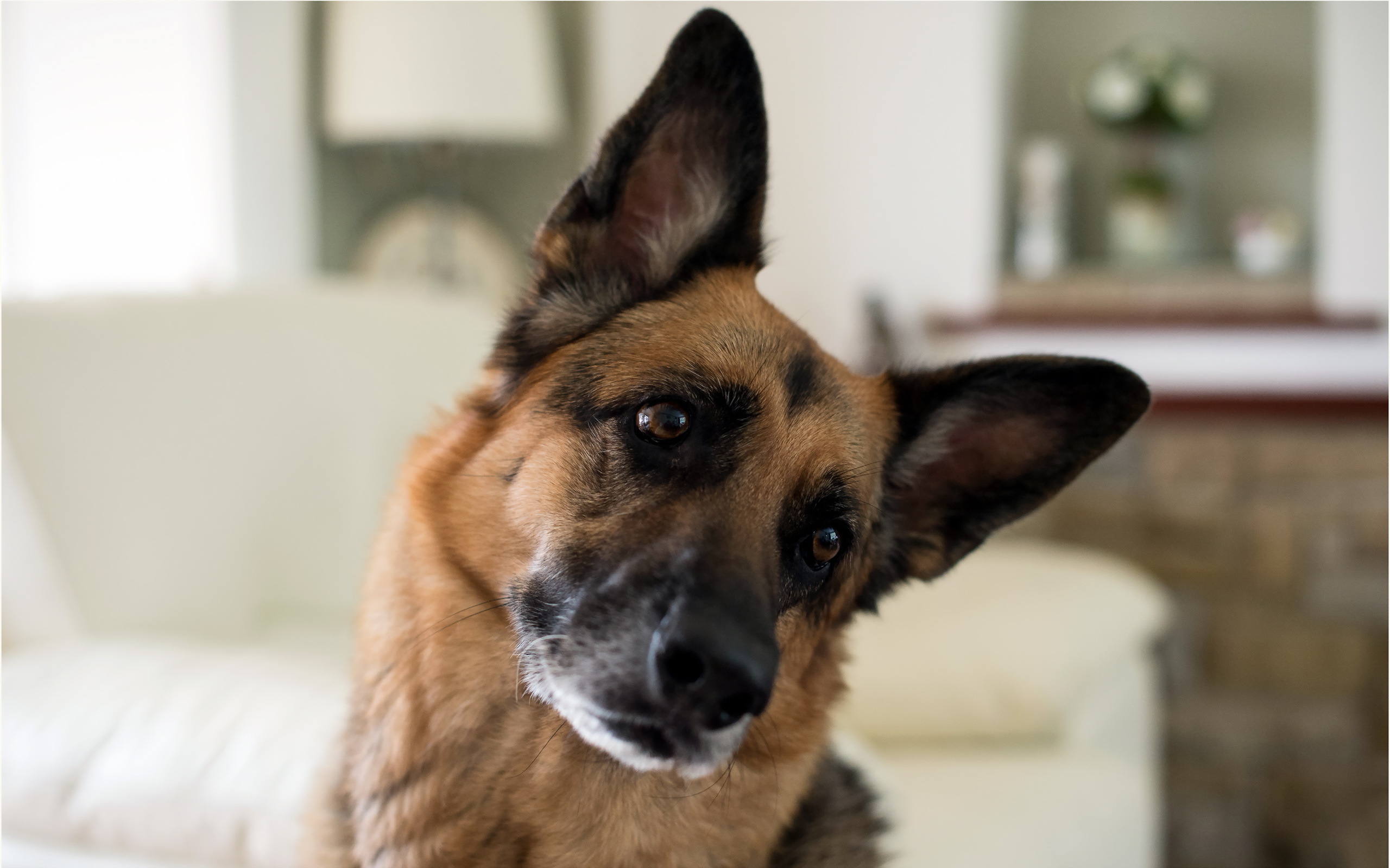 Baixar papel de parede para celular de Animais, Cães, Cão, Pastor Alemão, Enfrentar gratuito.