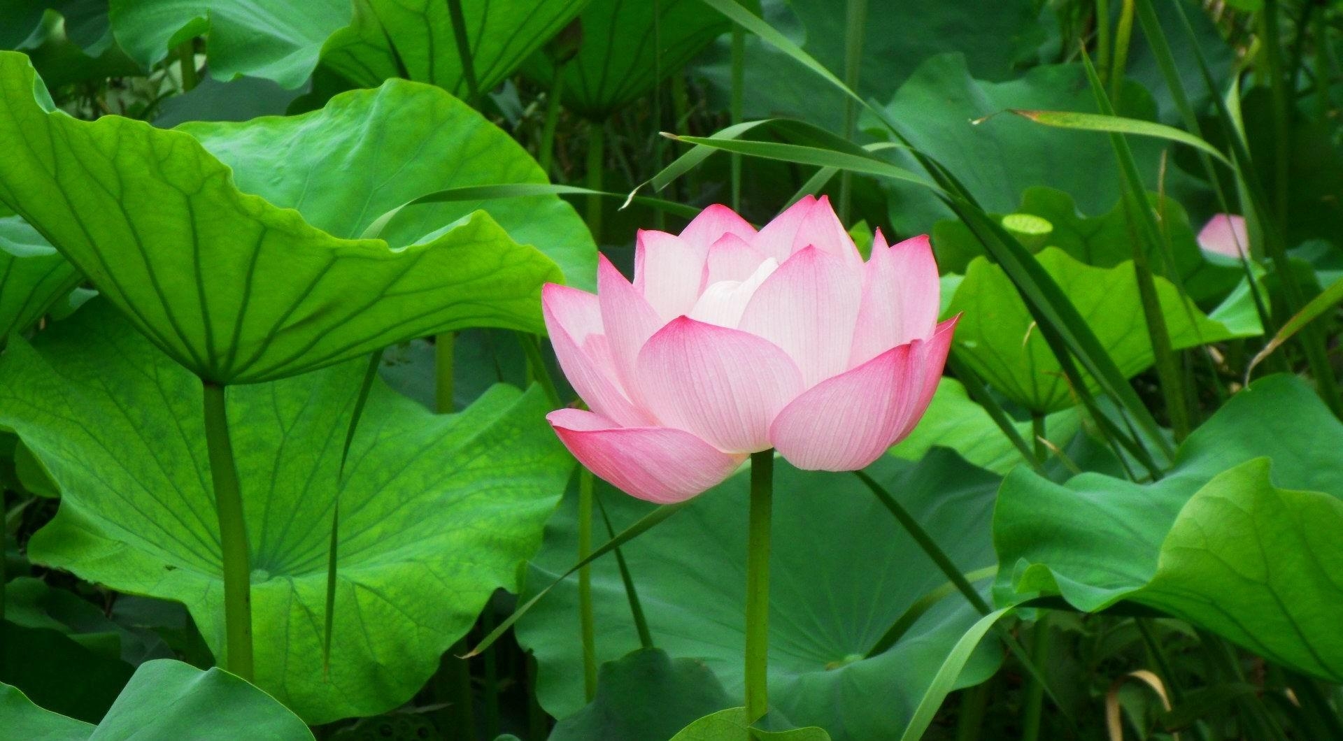 lotus, flowers, leaves, pink, greens HD wallpaper