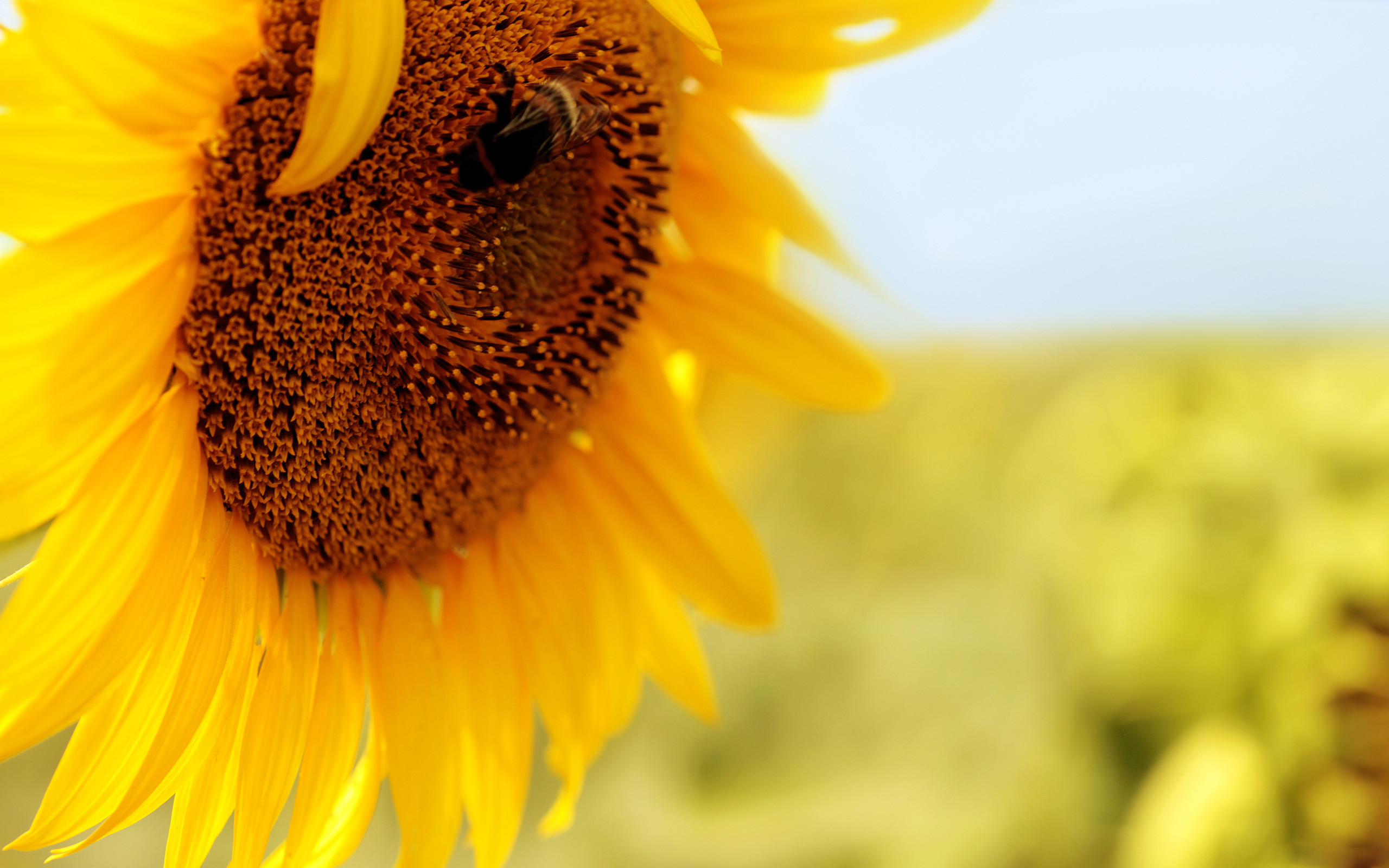 Free download wallpaper Flowers, Earth, Sunflower on your PC desktop