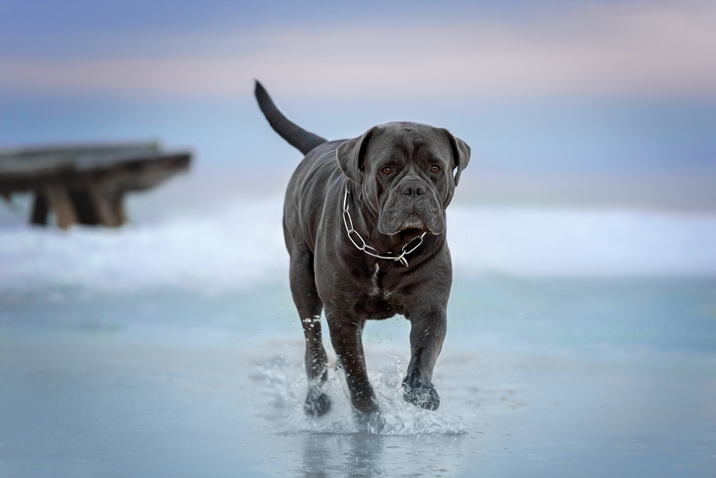 499023 descargar imagen animales, cane corso, perro, perros: fondos de pantalla y protectores de pantalla gratis