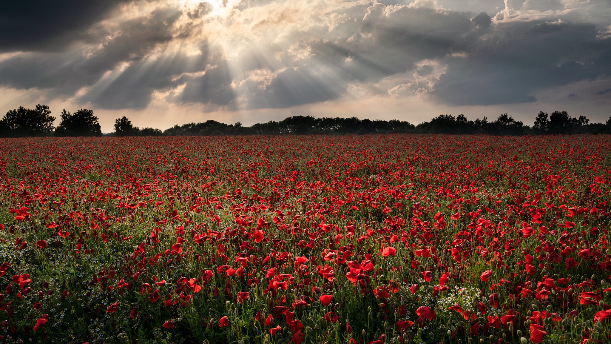 Download mobile wallpaper Flowers, Summer, Earth, Field, Poppy, Sunbeam, Red Flower for free.