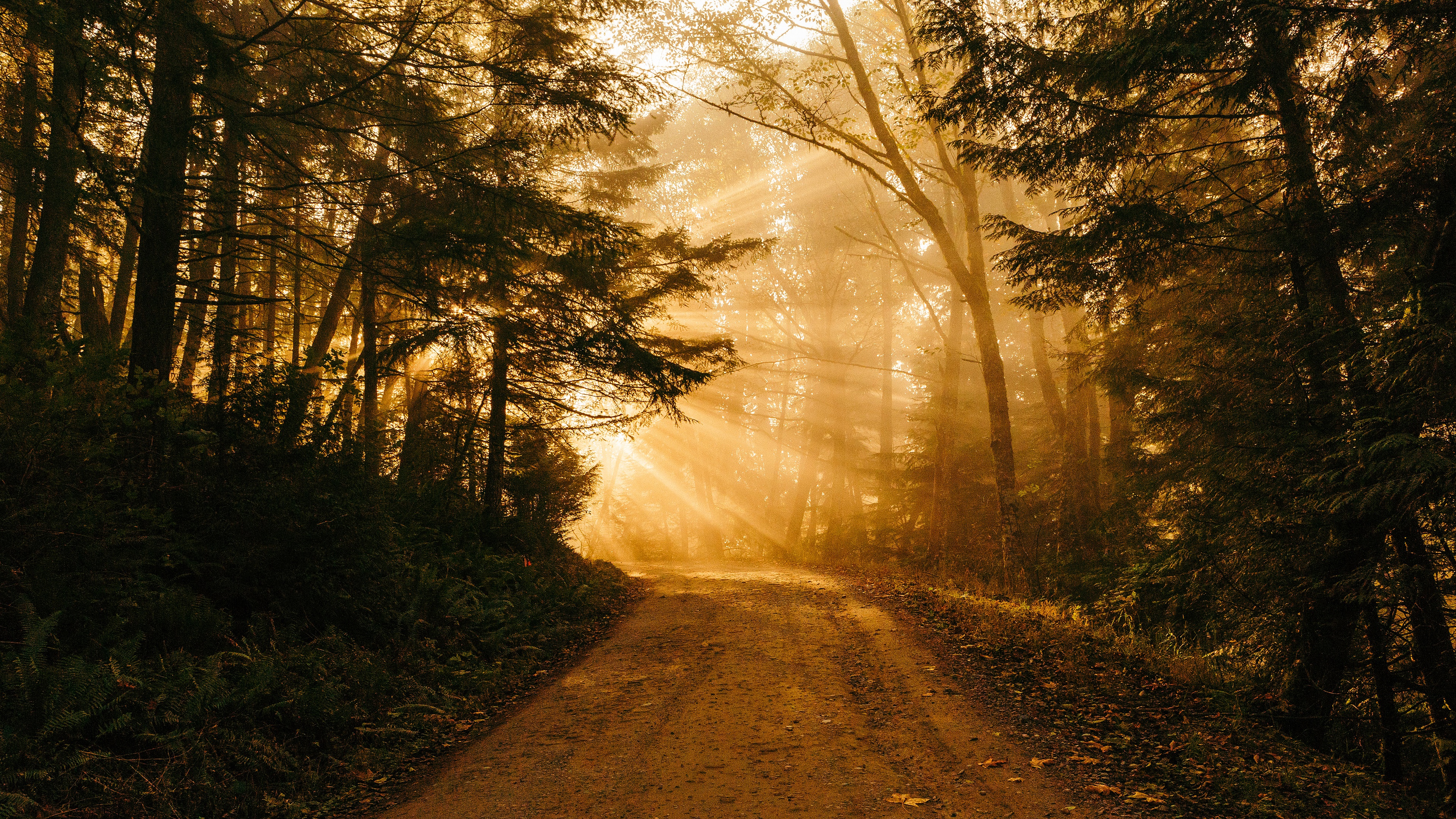 Free download wallpaper Road, Forest, Earth, Sunlight, Sunbeam on your PC desktop