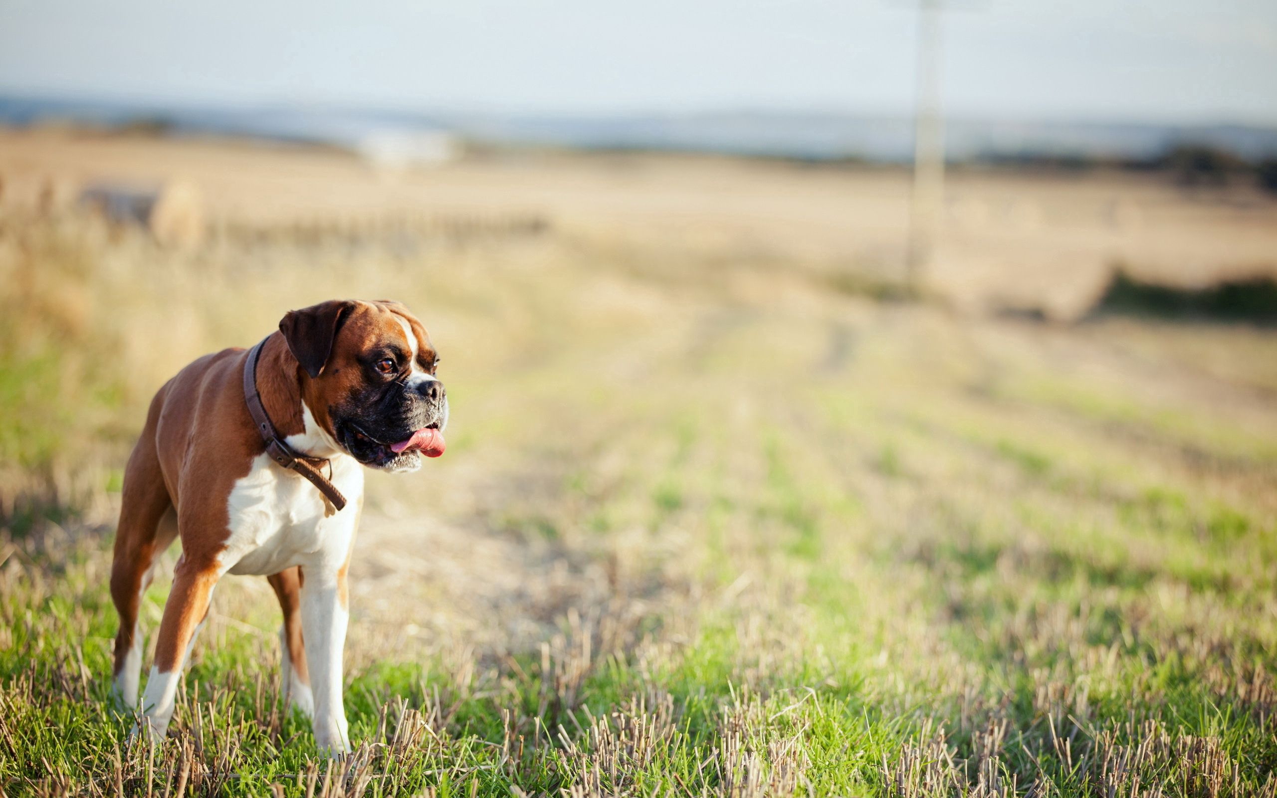 Download mobile wallpaper Grass, Dog, Animals, Stroll for free.