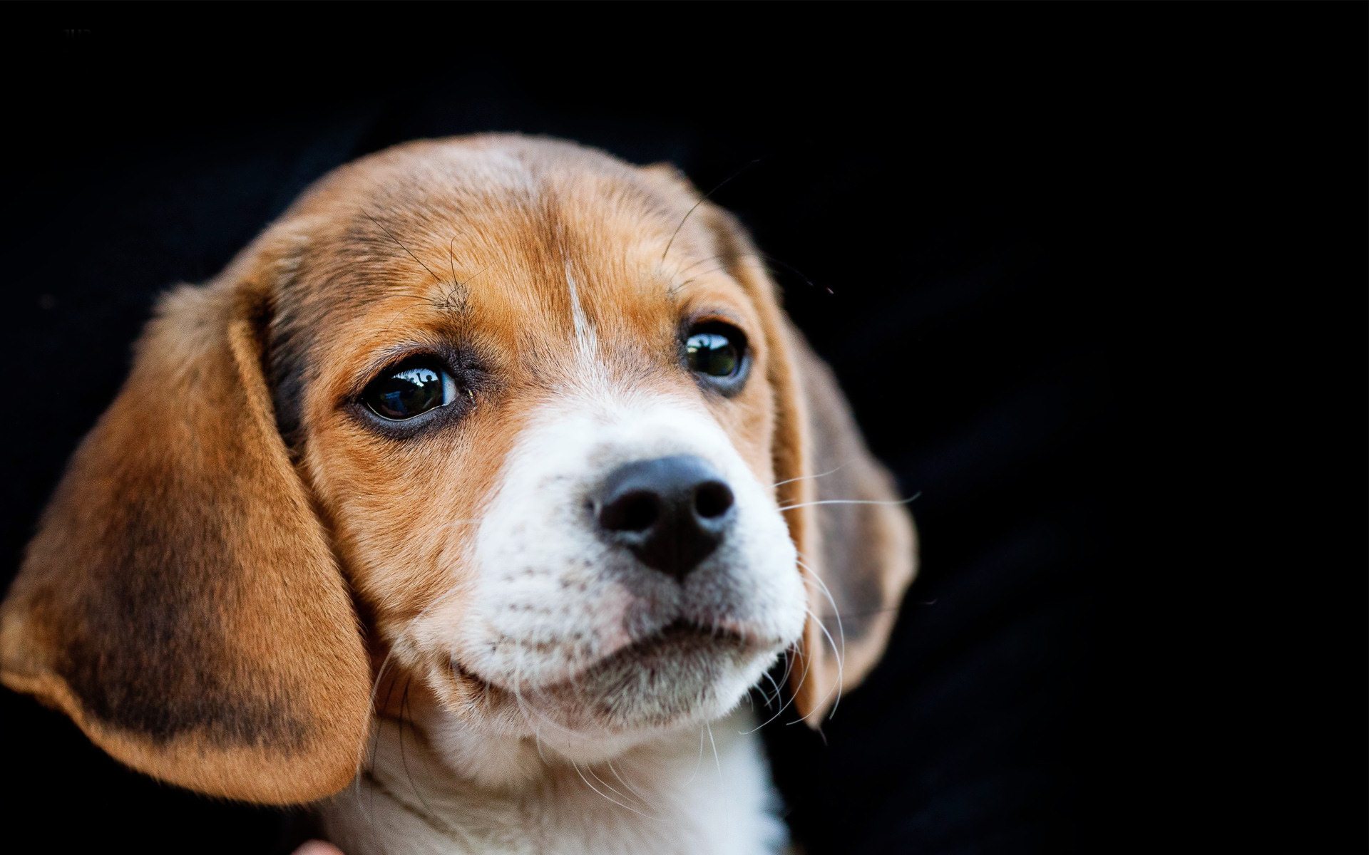 Laden Sie das Tiere, Hunde, Hund, Süß, Welpen, Gesicht, Beagle-Bild kostenlos auf Ihren PC-Desktop herunter