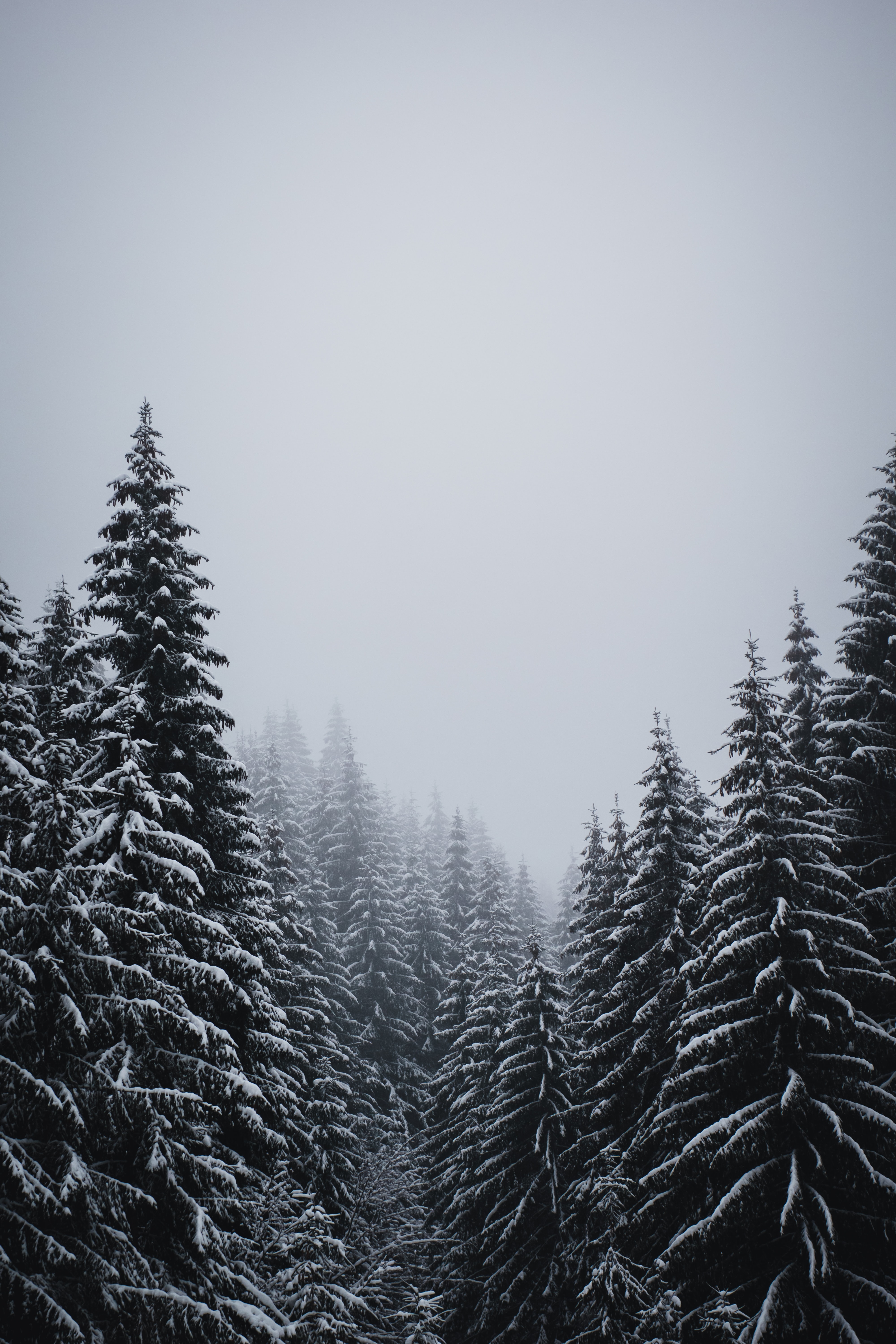 51410 скачать обои елки, природа, снег, зима, деревья, метель - заставки и картинки бесплатно