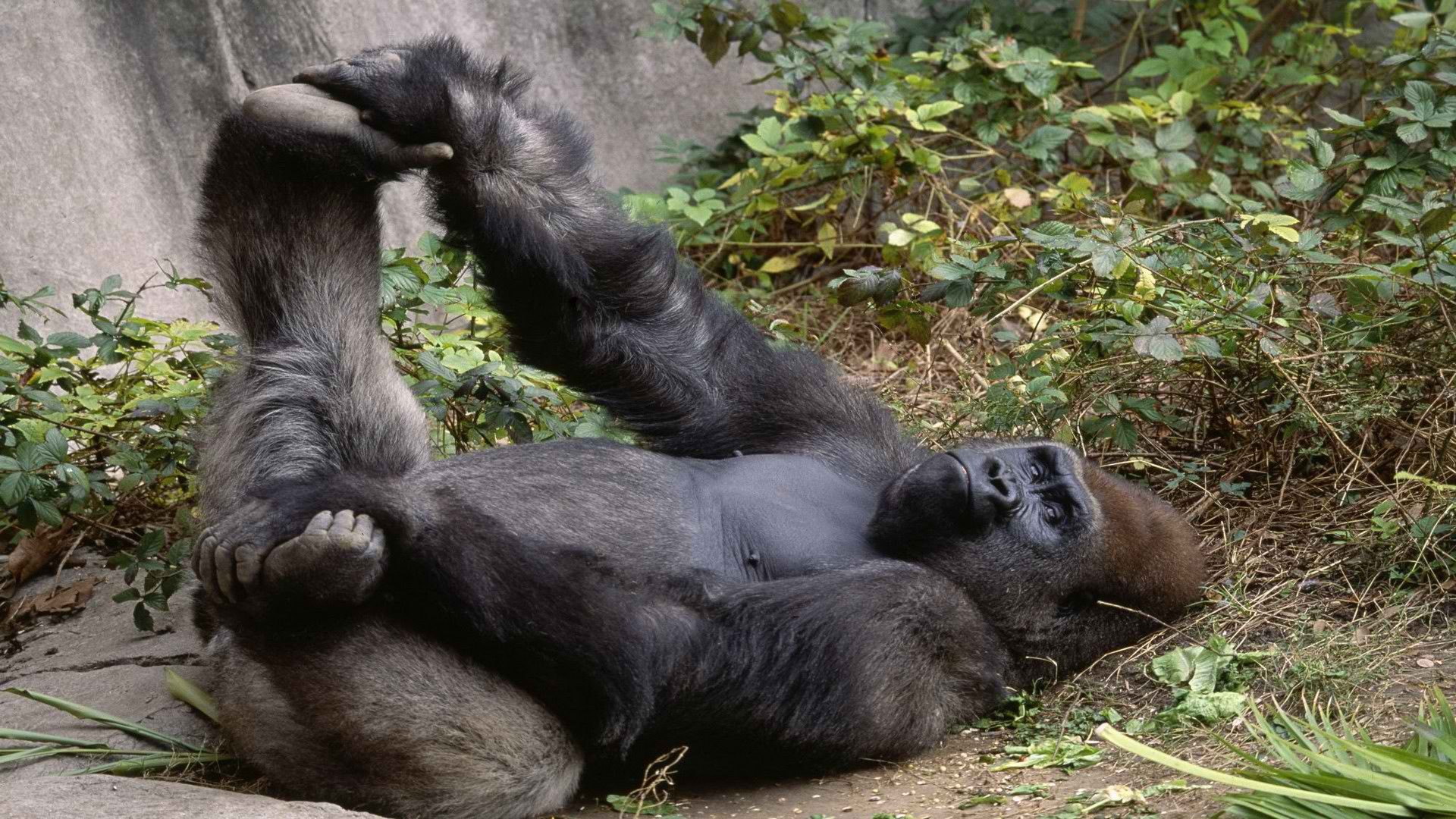 207633 Bild herunterladen tiere, gorilla, affen - Hintergrundbilder und Bildschirmschoner kostenlos