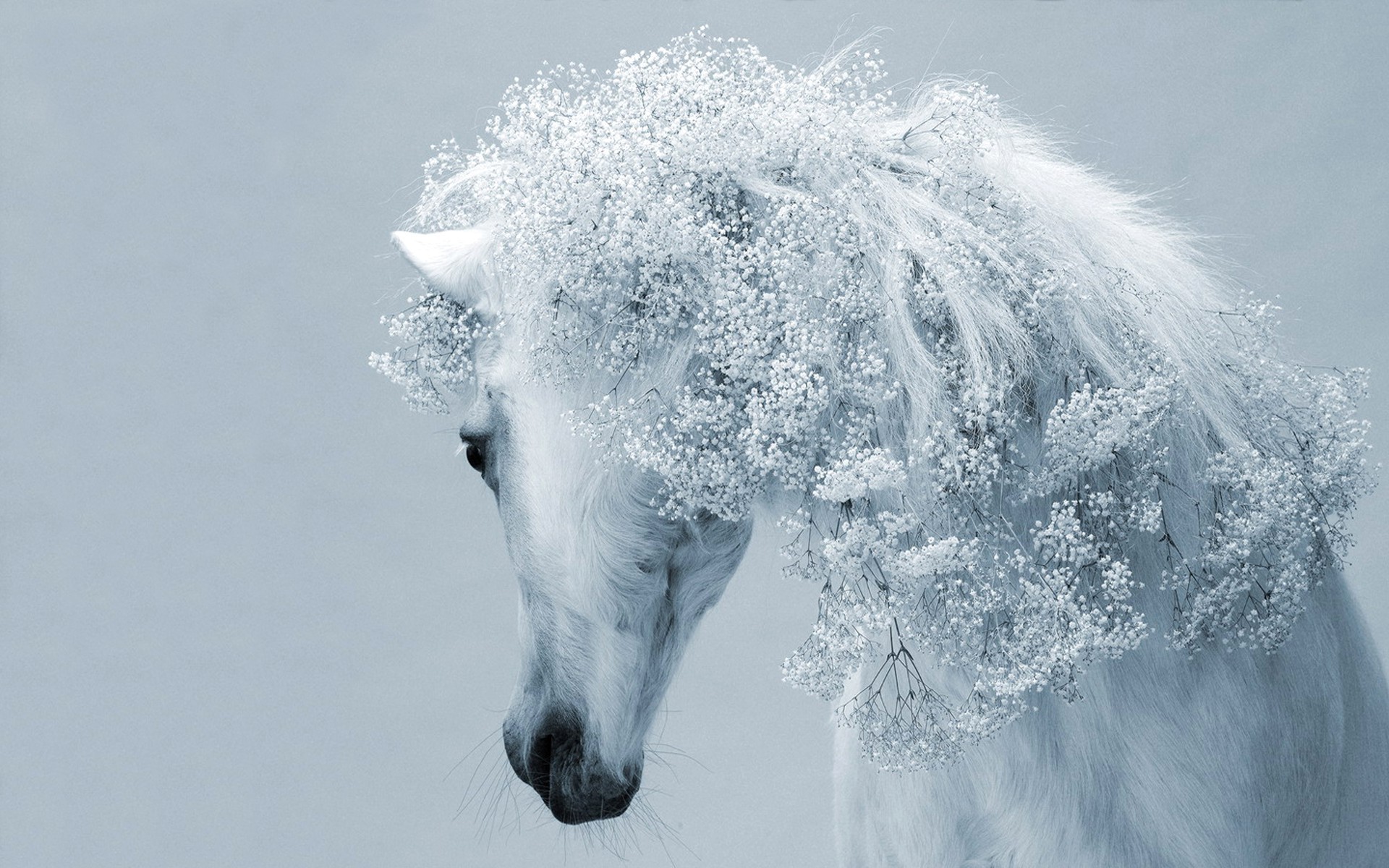 Download mobile wallpaper Horse, Flower, Animal for free.
