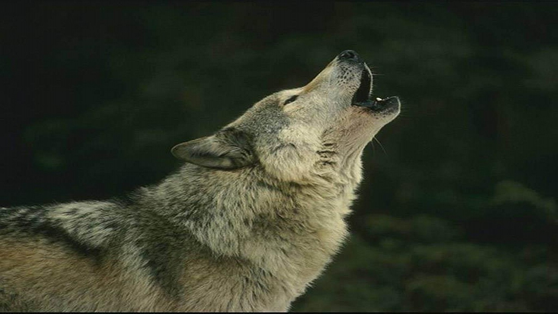 animal, wolf, howling, wolves