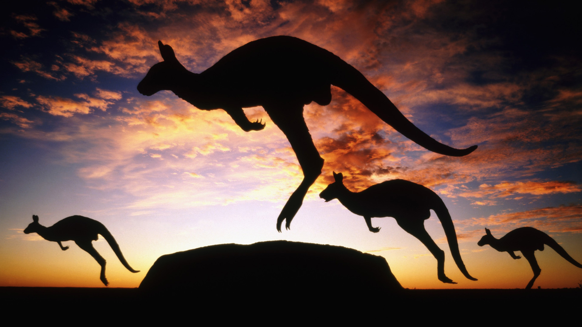 202224 télécharger le fond d'écran kangourou, animaux - économiseurs d'écran et images gratuitement